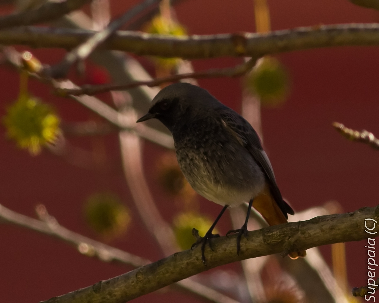 Black Redstart