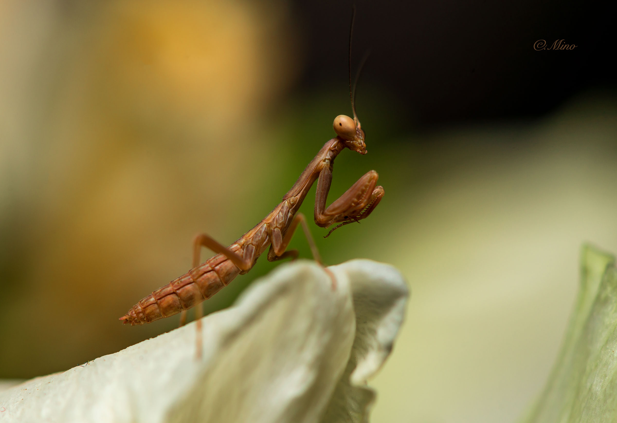 Piccola mantide !