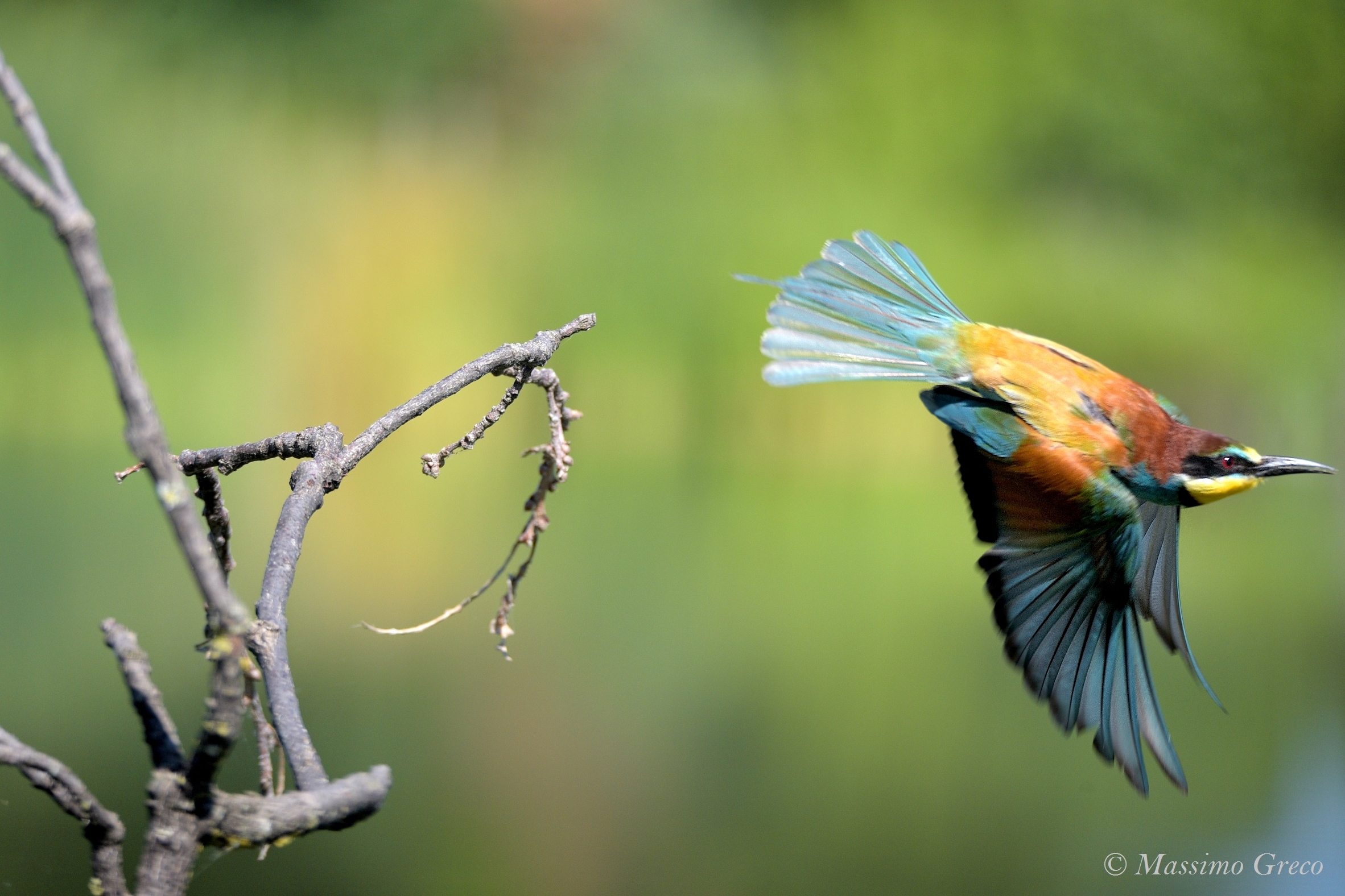 Bee-eater