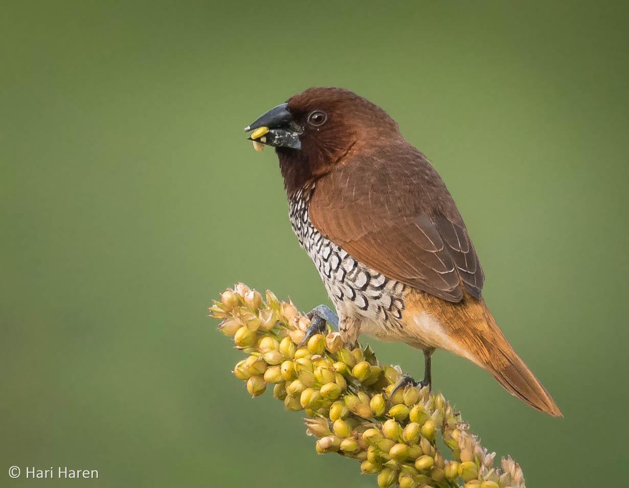 Scaly-breasted munia