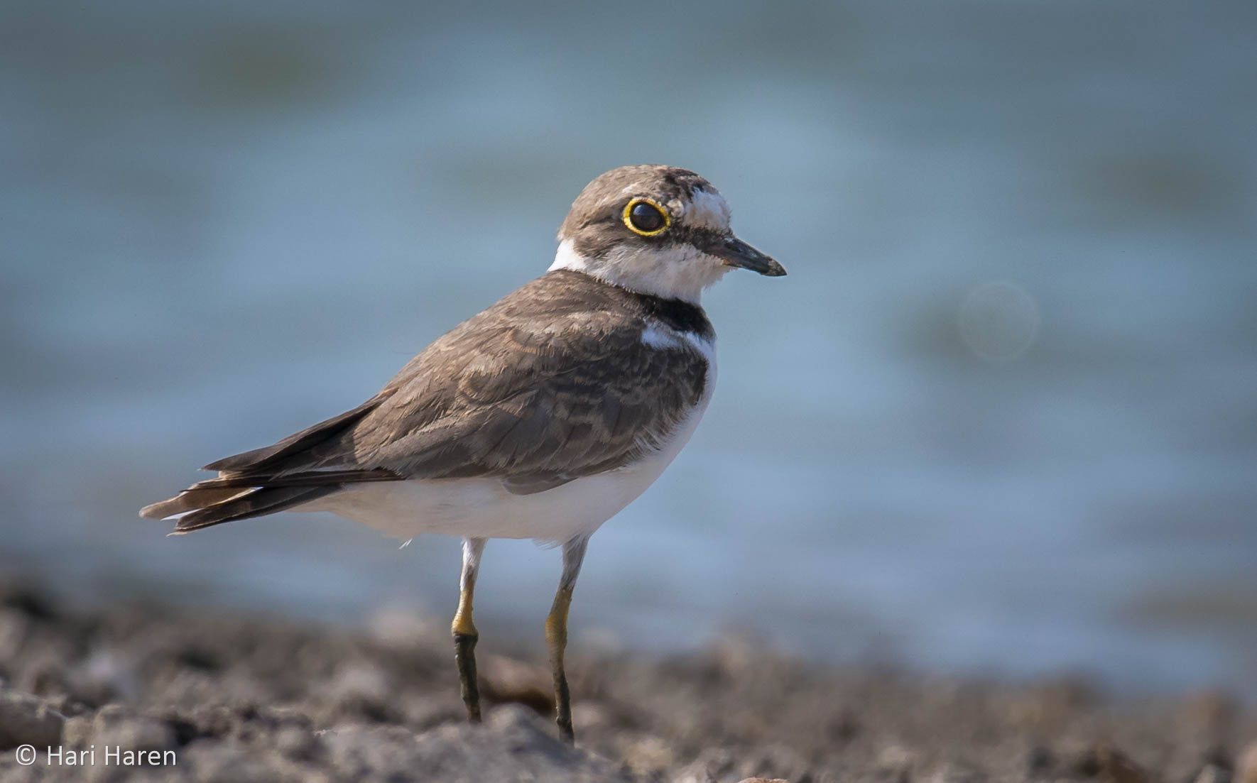 Little ringed plover