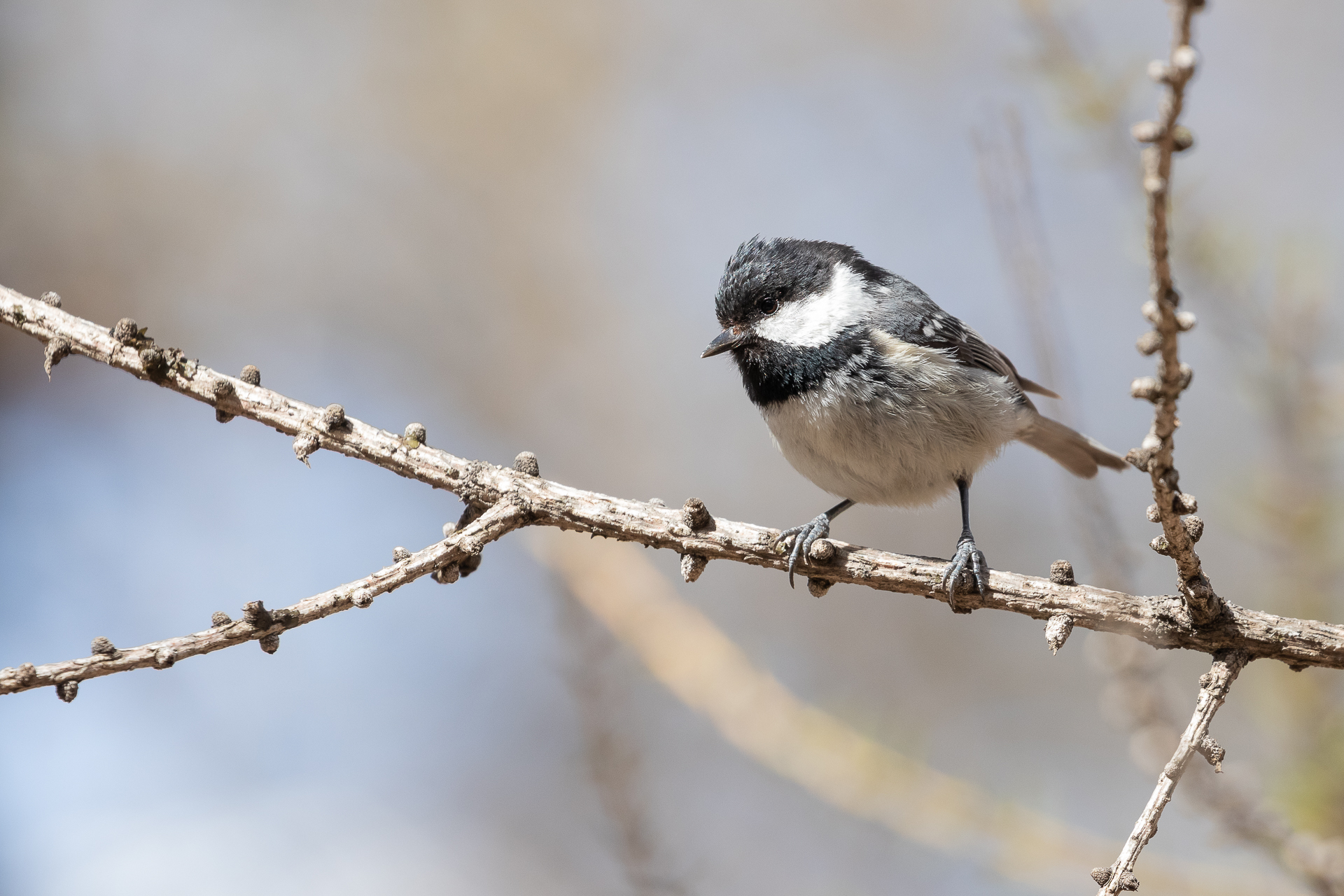 Periparus ater (Cincia mora)