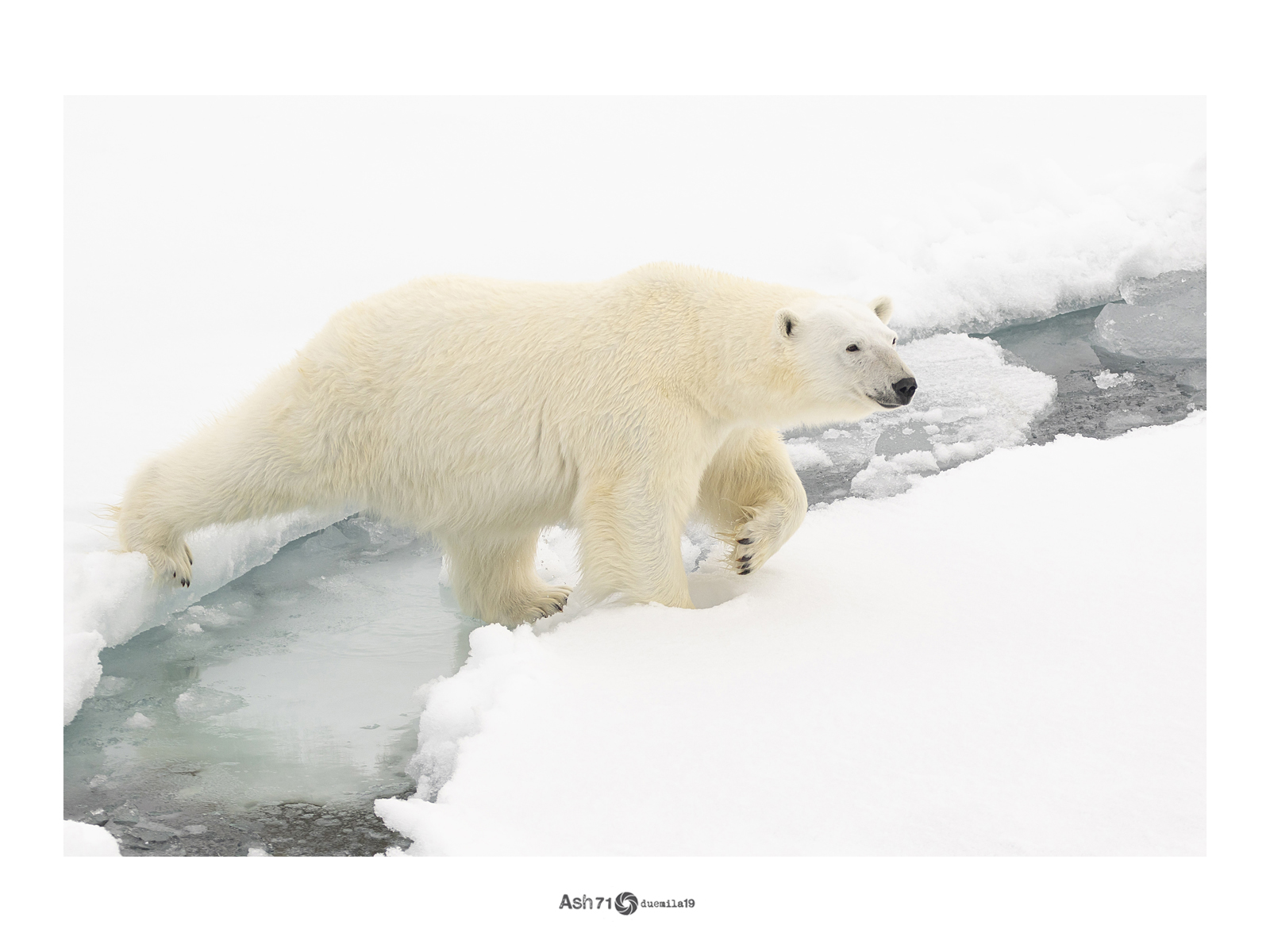 il re dell'Artico incuriosito dalla presenza umana