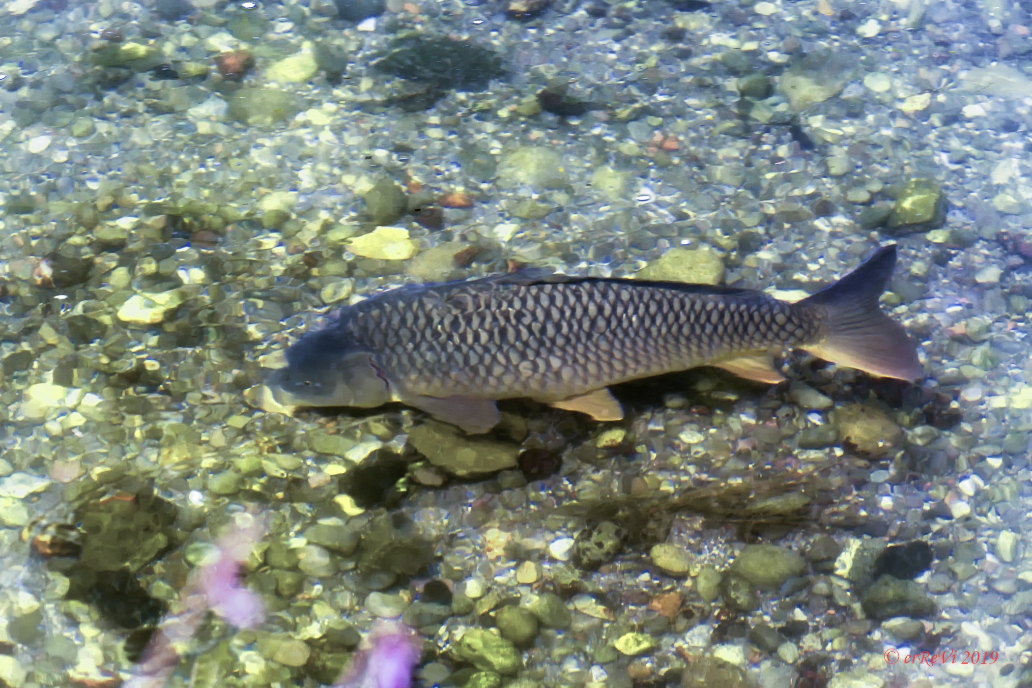 Fish watching (Carpa Queen)