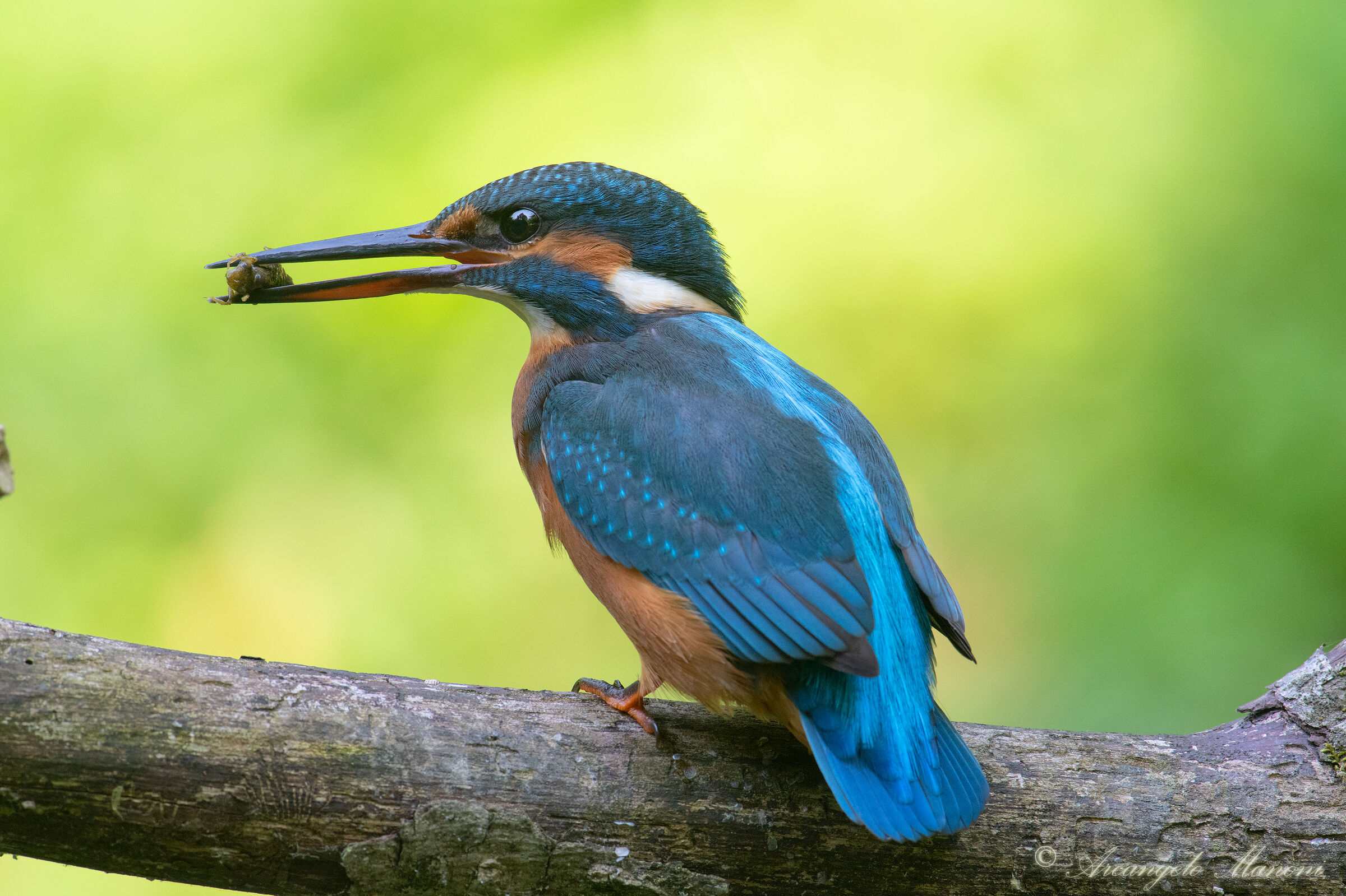 Small prey for the young martin