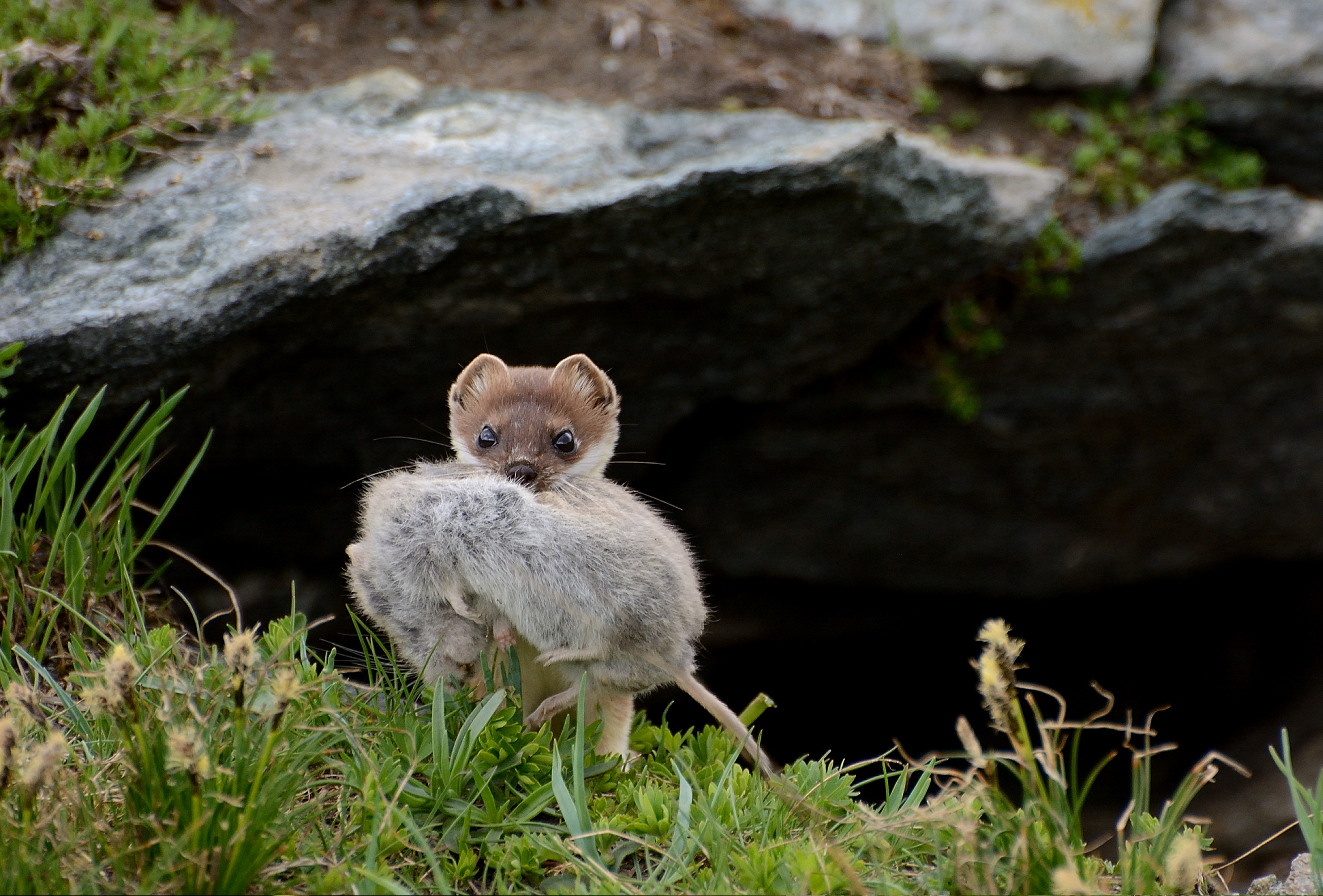 The perfect predator.