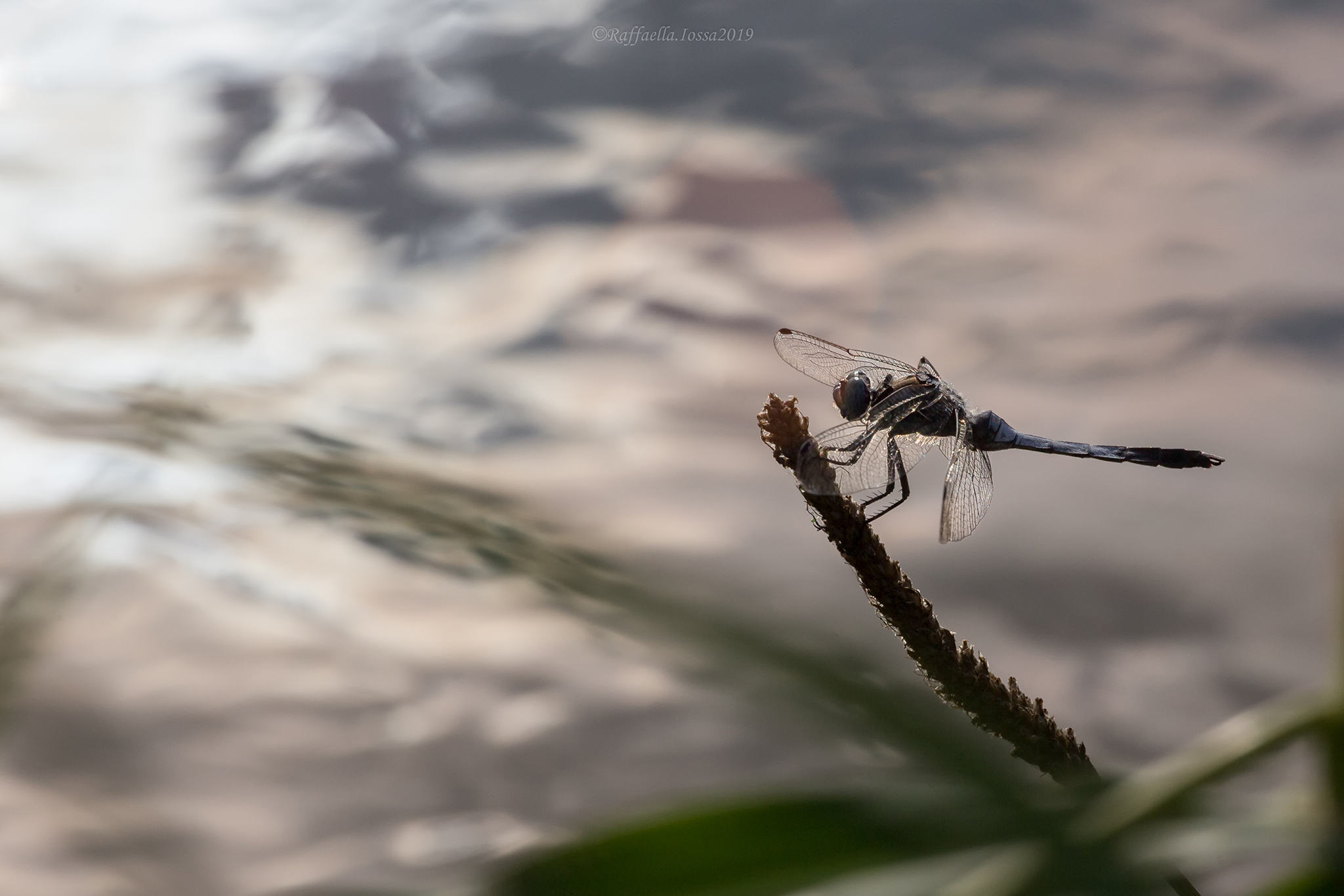 Orthetrum albistylum Verso sera...