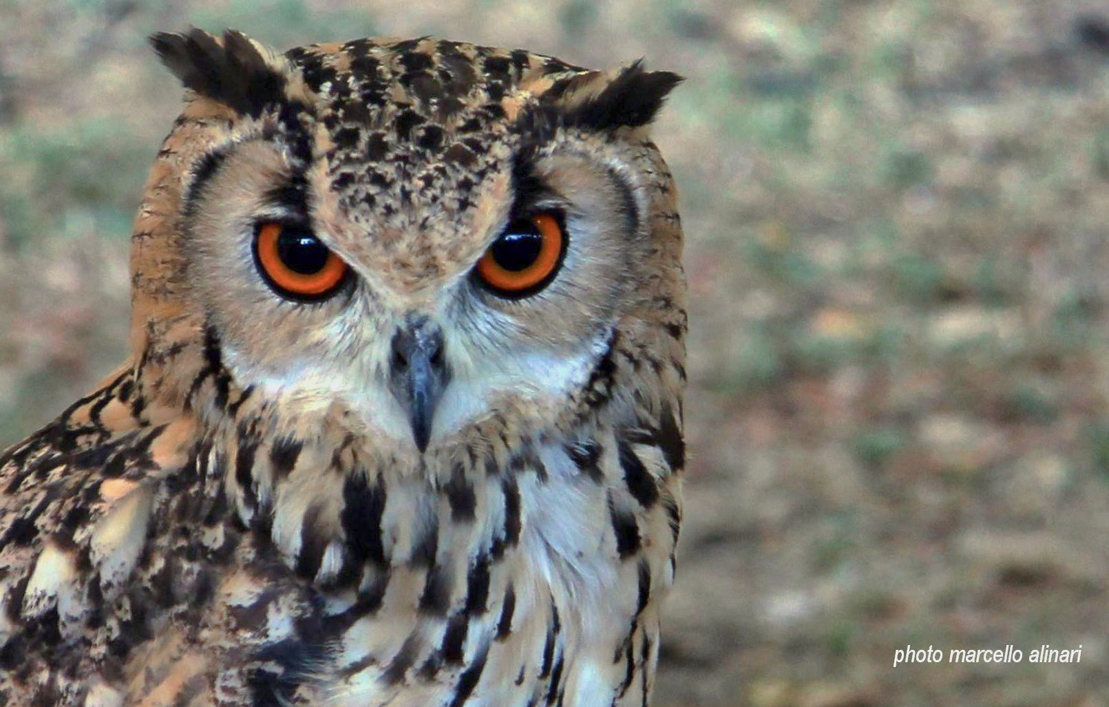 a me non sfugge niente. gufo