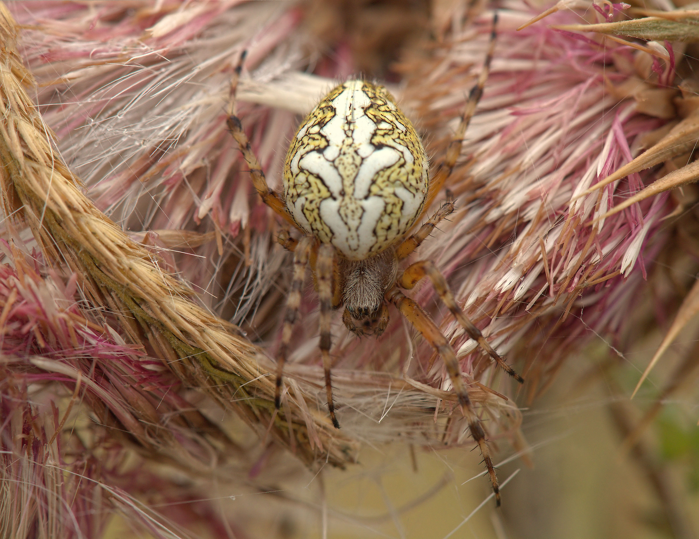 Aculepeira ceropegia