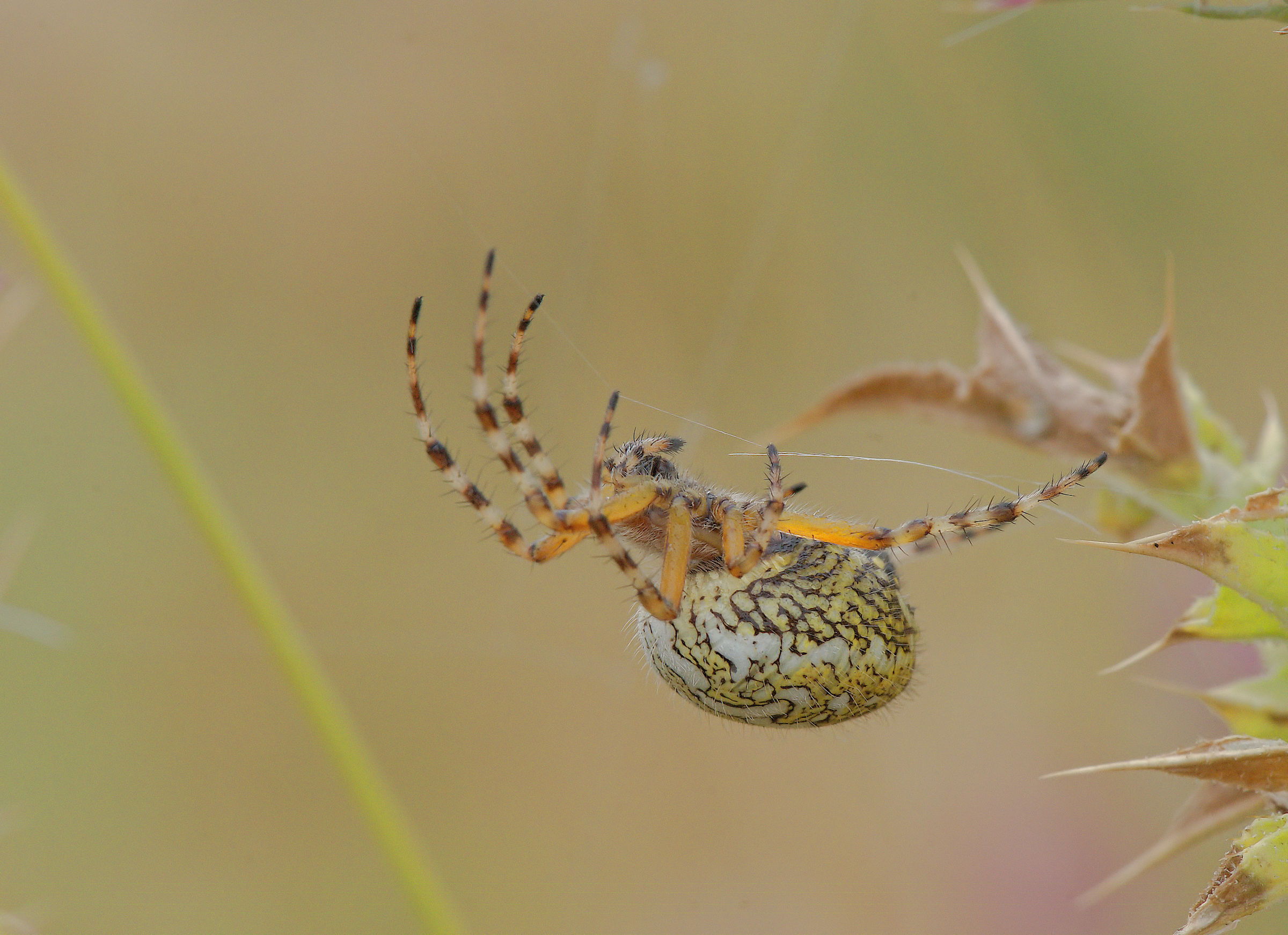 Aculepeira ceropegia