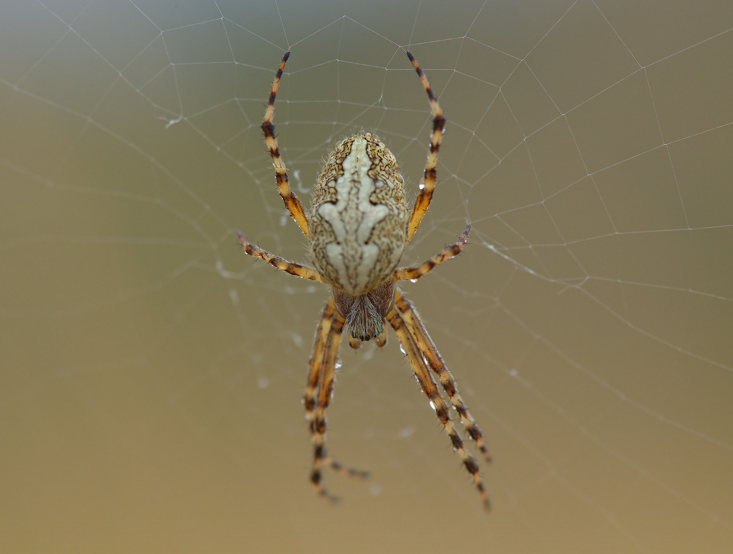 Aculepeira ceropegia