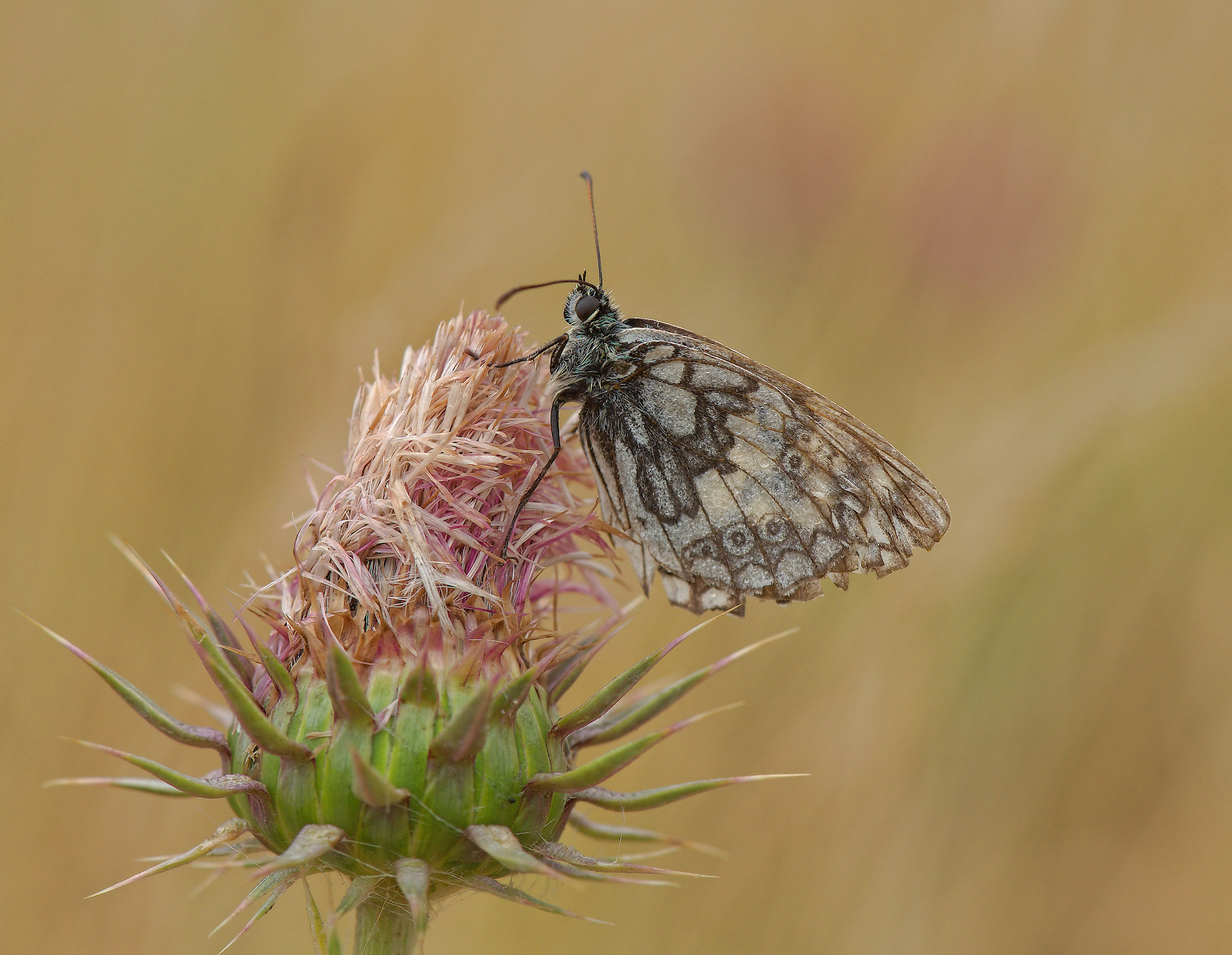 Melanargia galathea