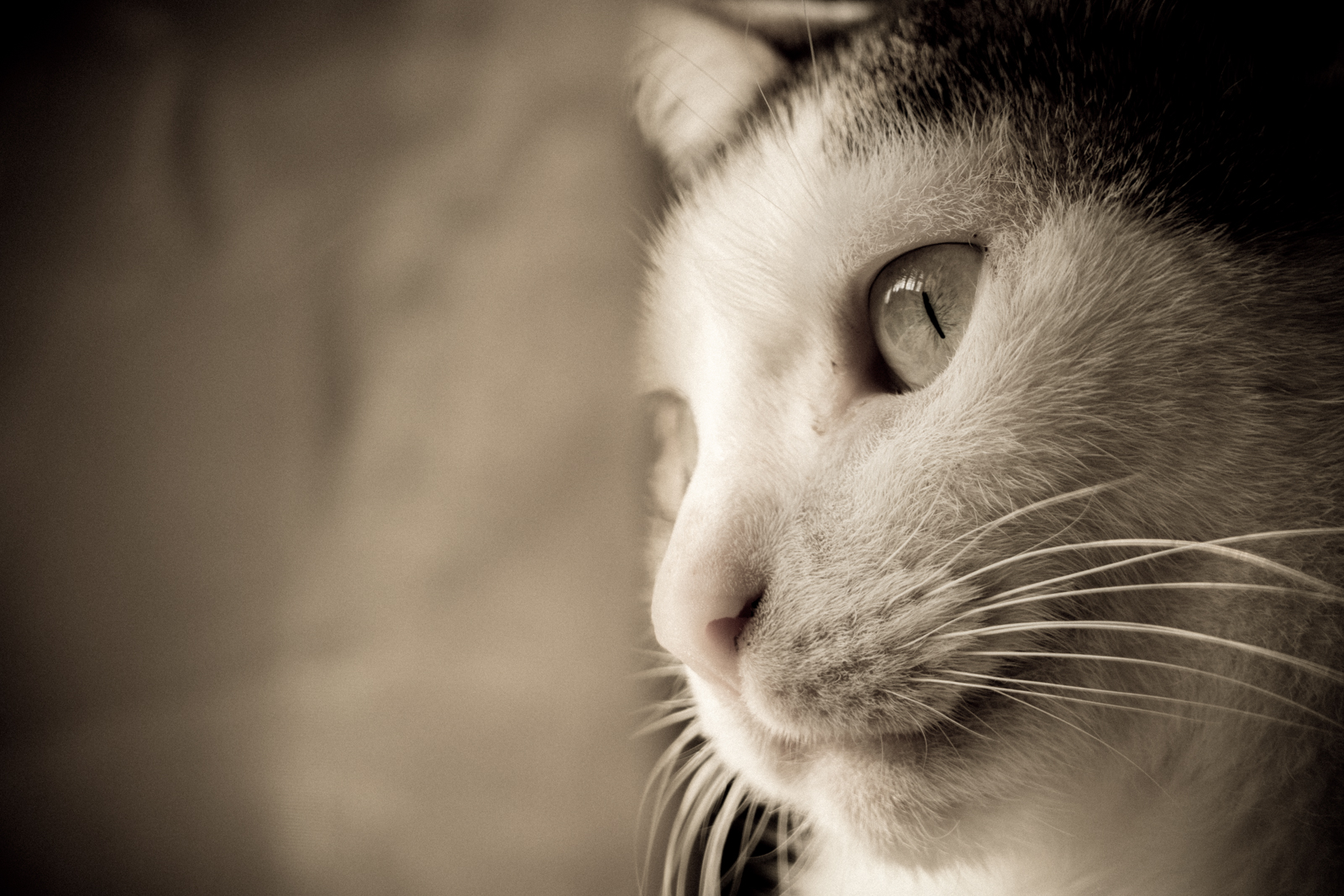 Curry - 400mm FZ1000