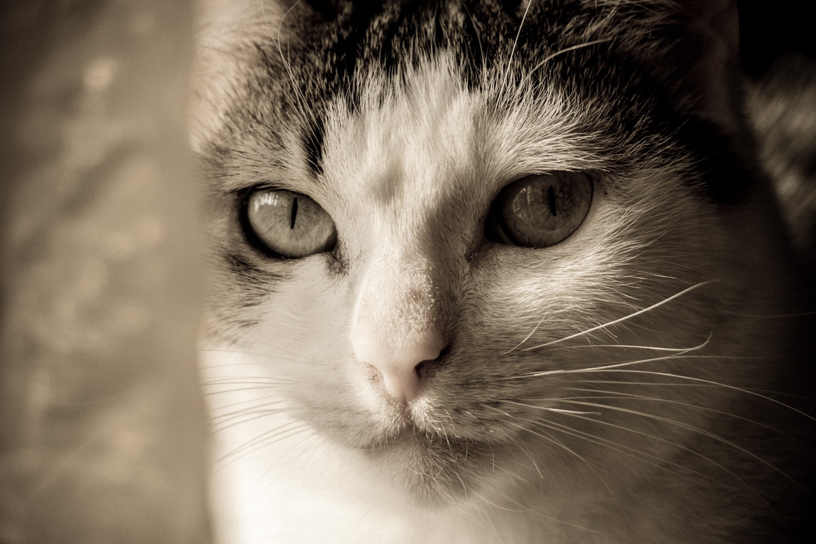 Curry - 400mm FZ1000