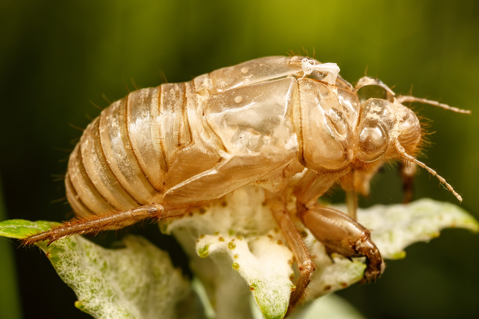 Cicada