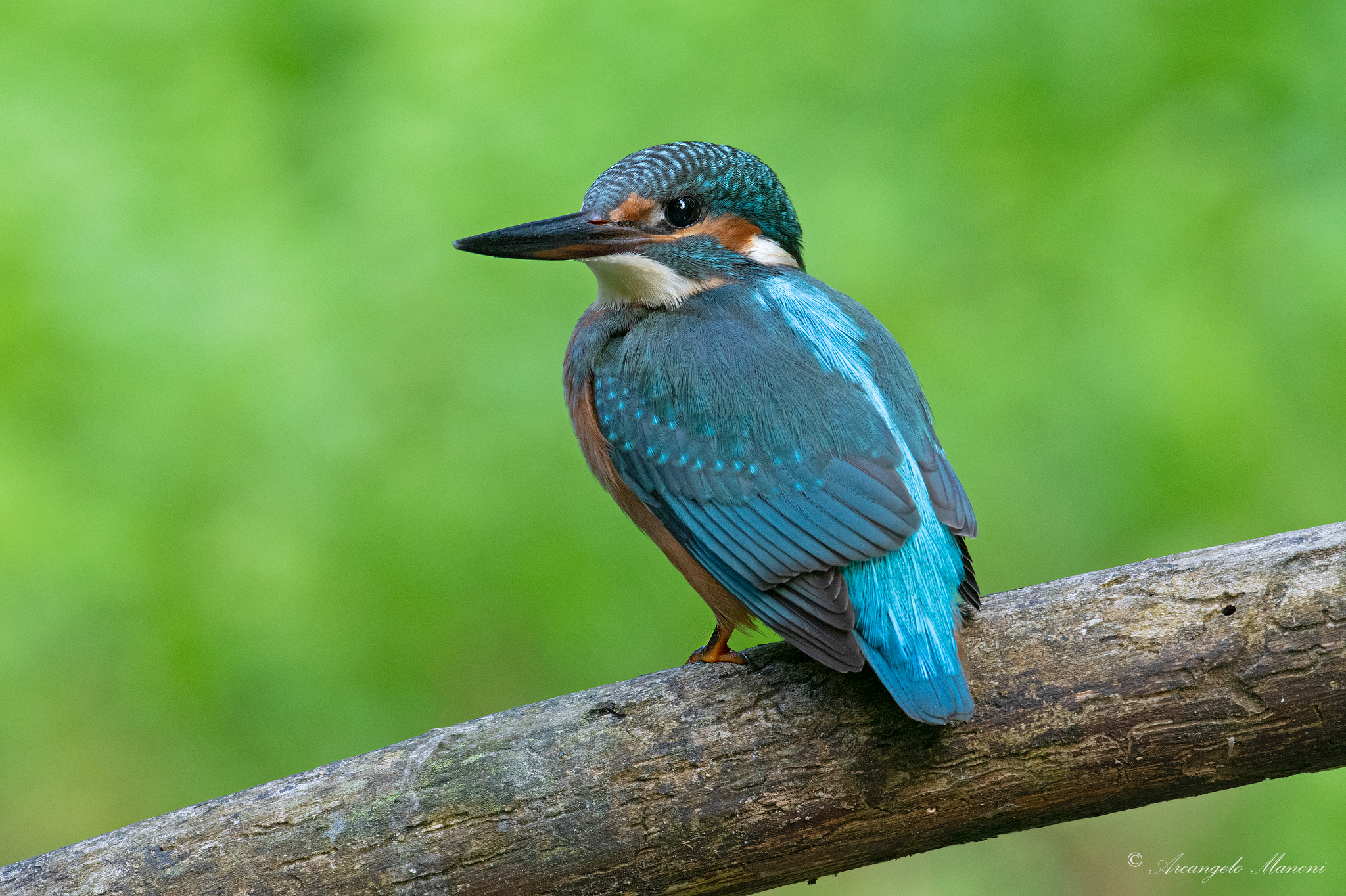 Tried a fortyth for the martin