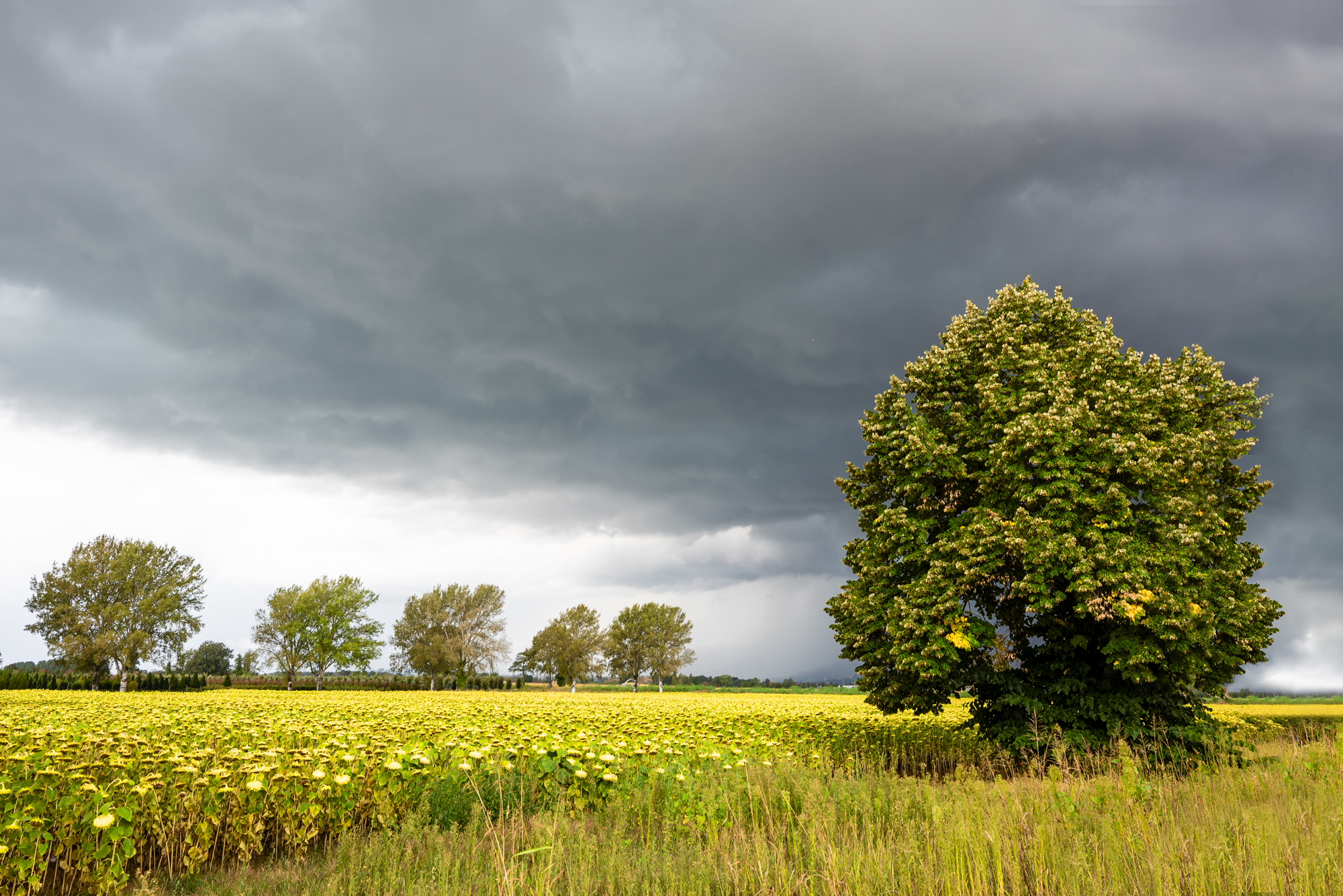 Una tempesta in arrivo!
