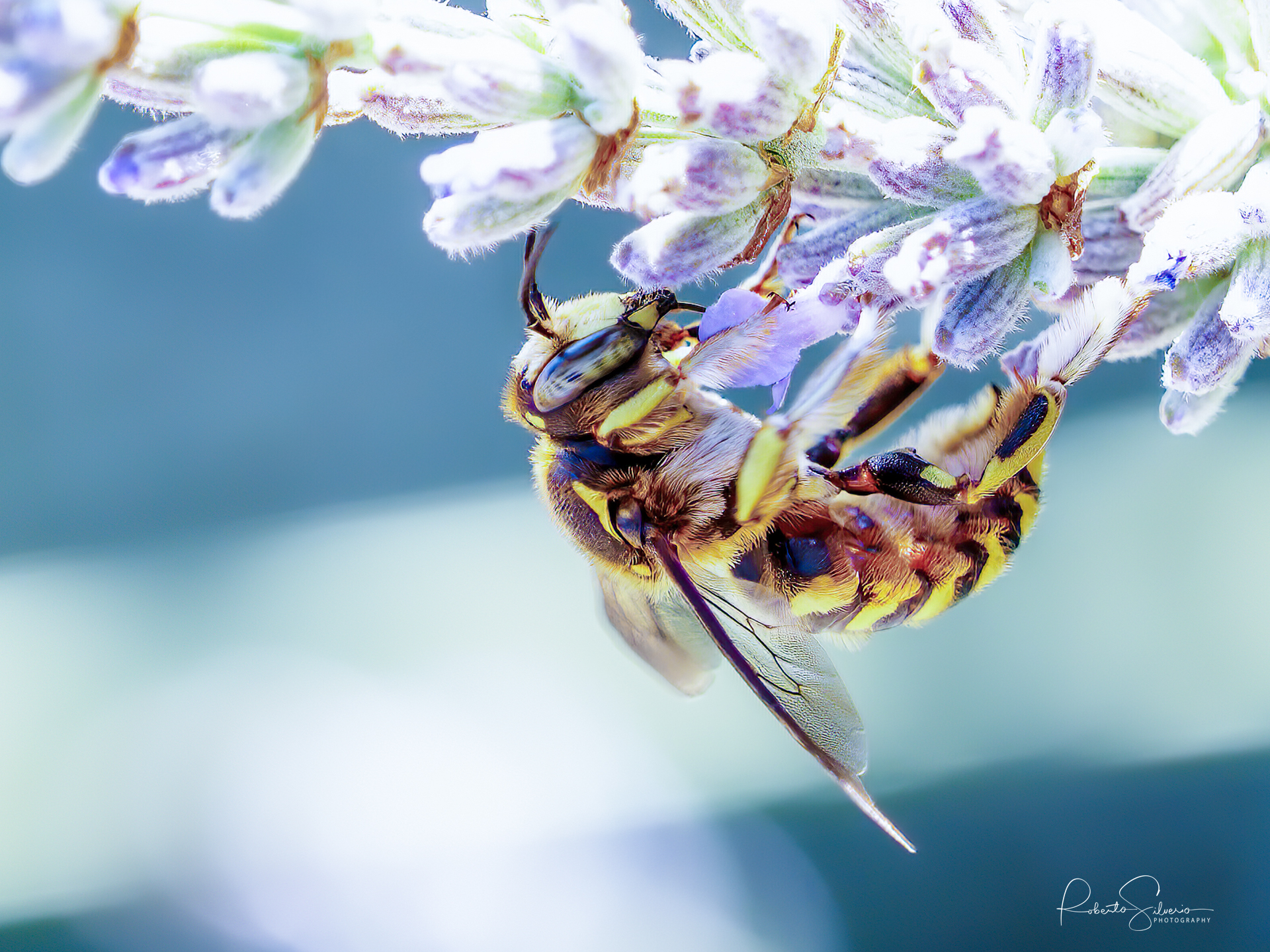 Bee
