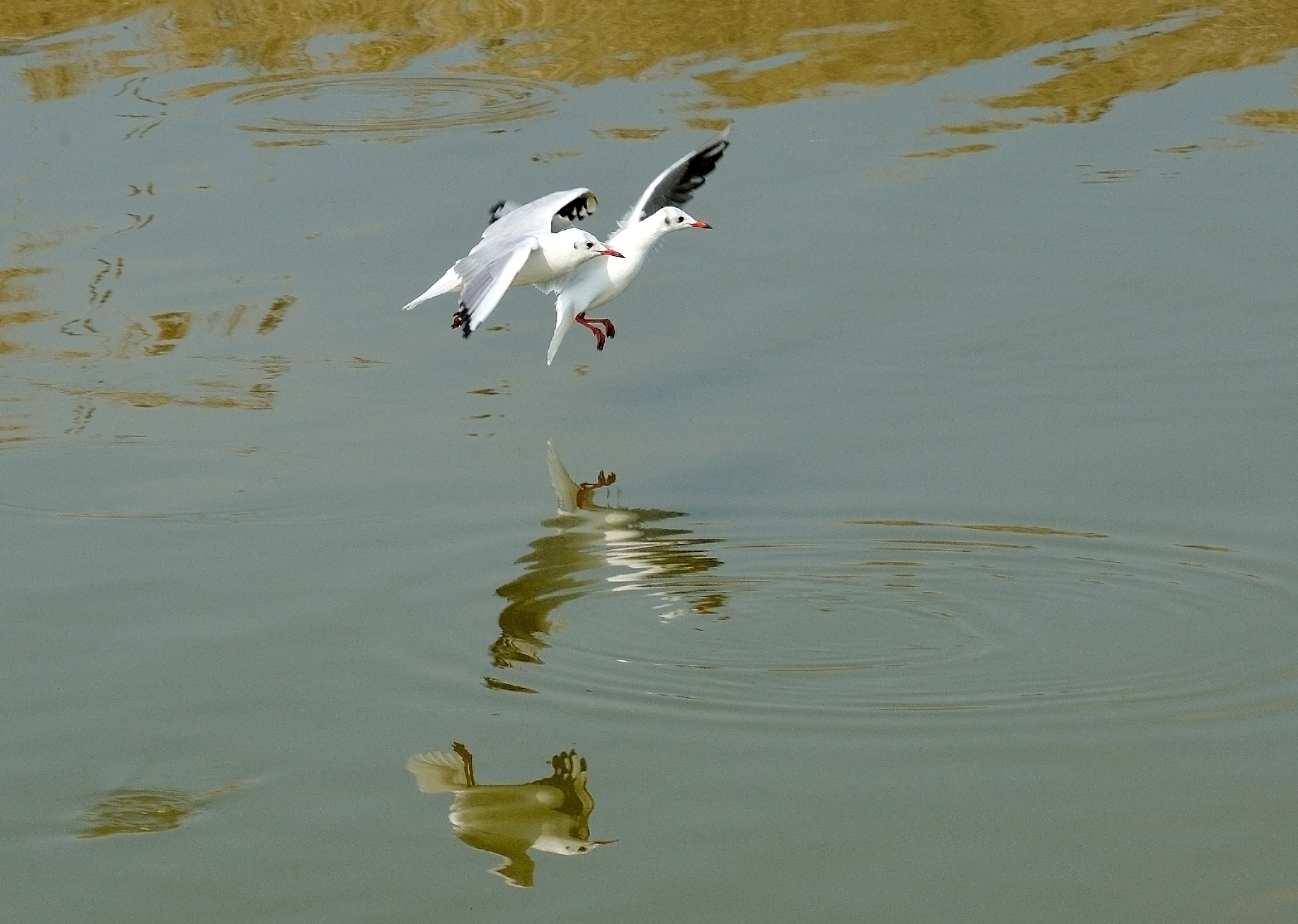 ....in volo.....con rumore....