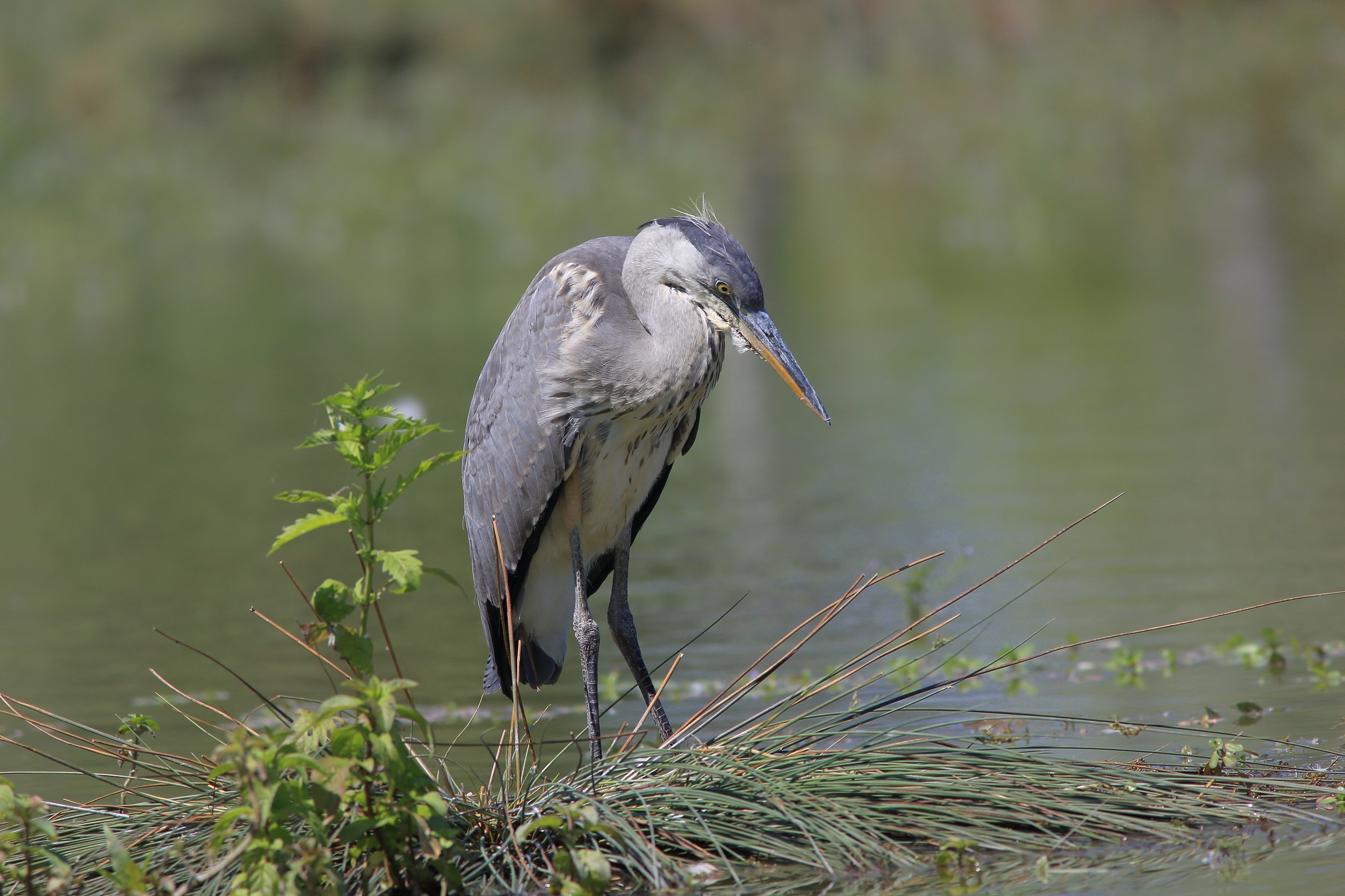 airone cenerino  (Ardea cinerea)
