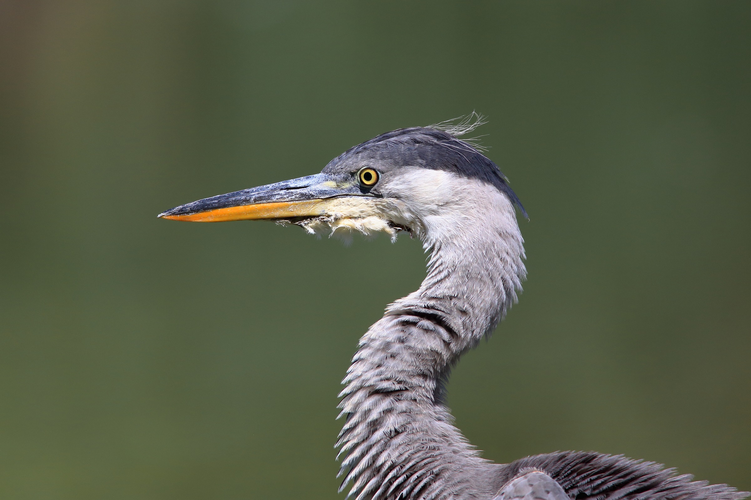 airone cenerino  (ardea cinerea)