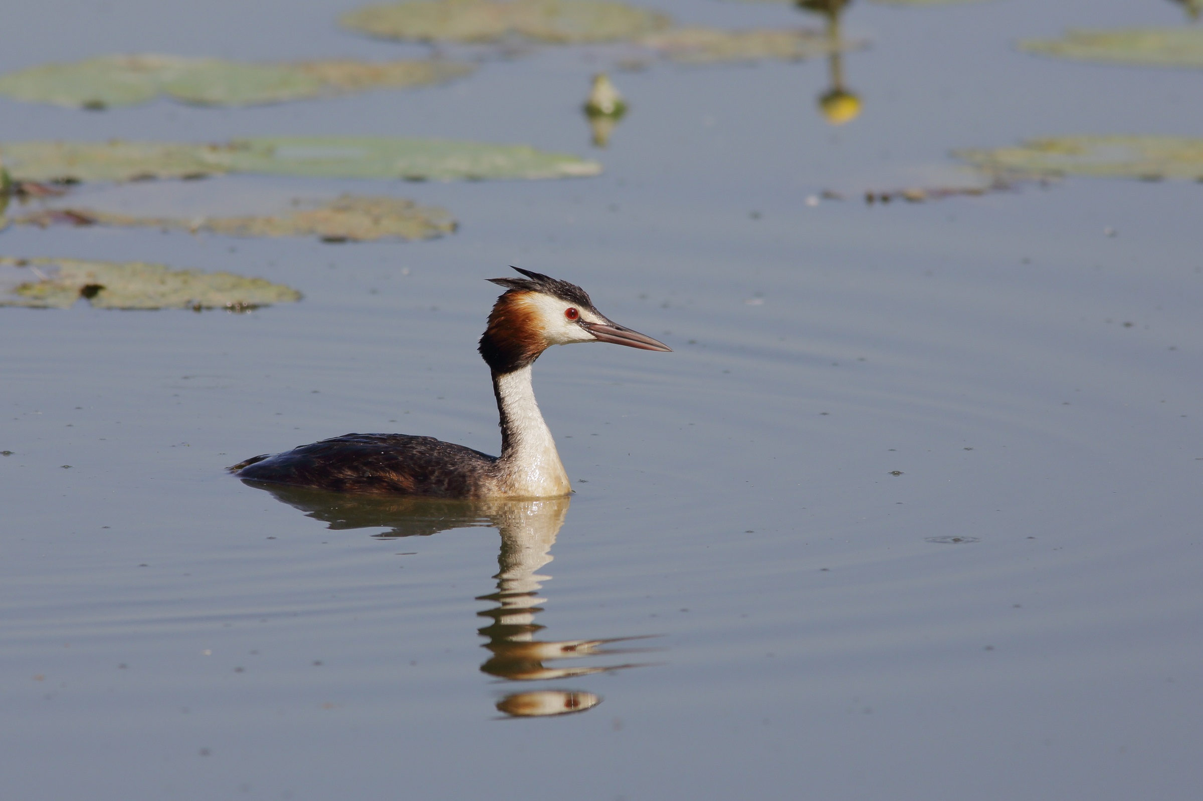 Svasso maggiore   (podiceps cristatus)