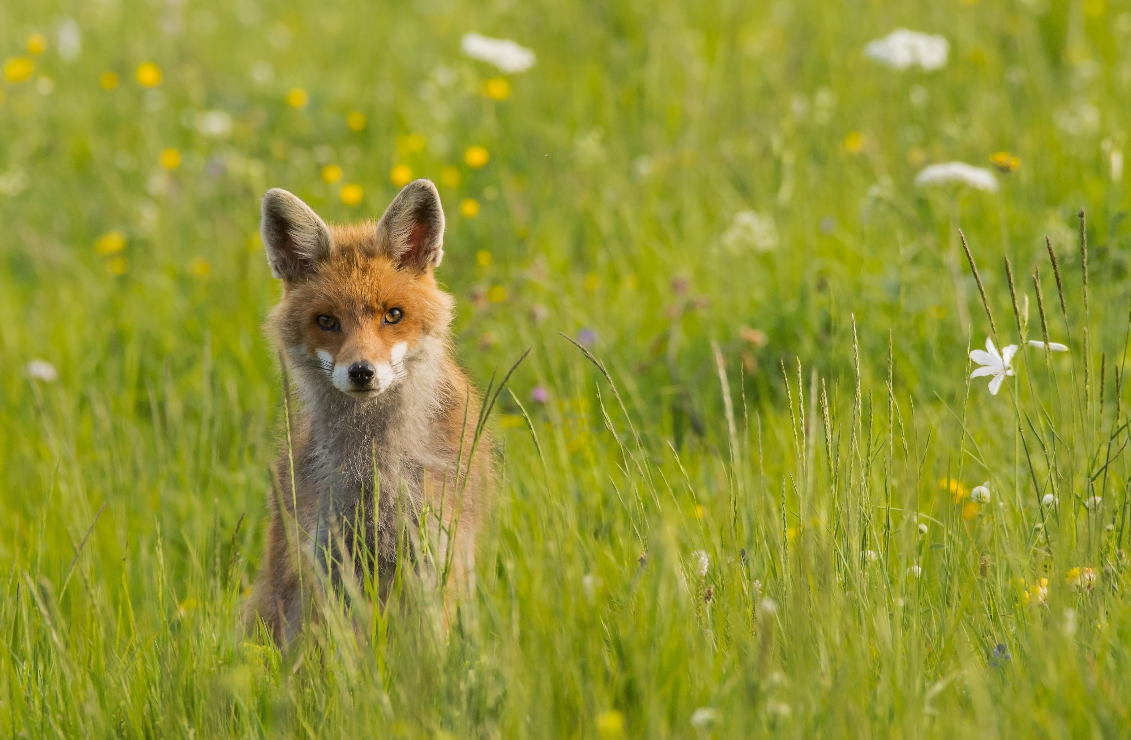 Un'inguaribile curiosa