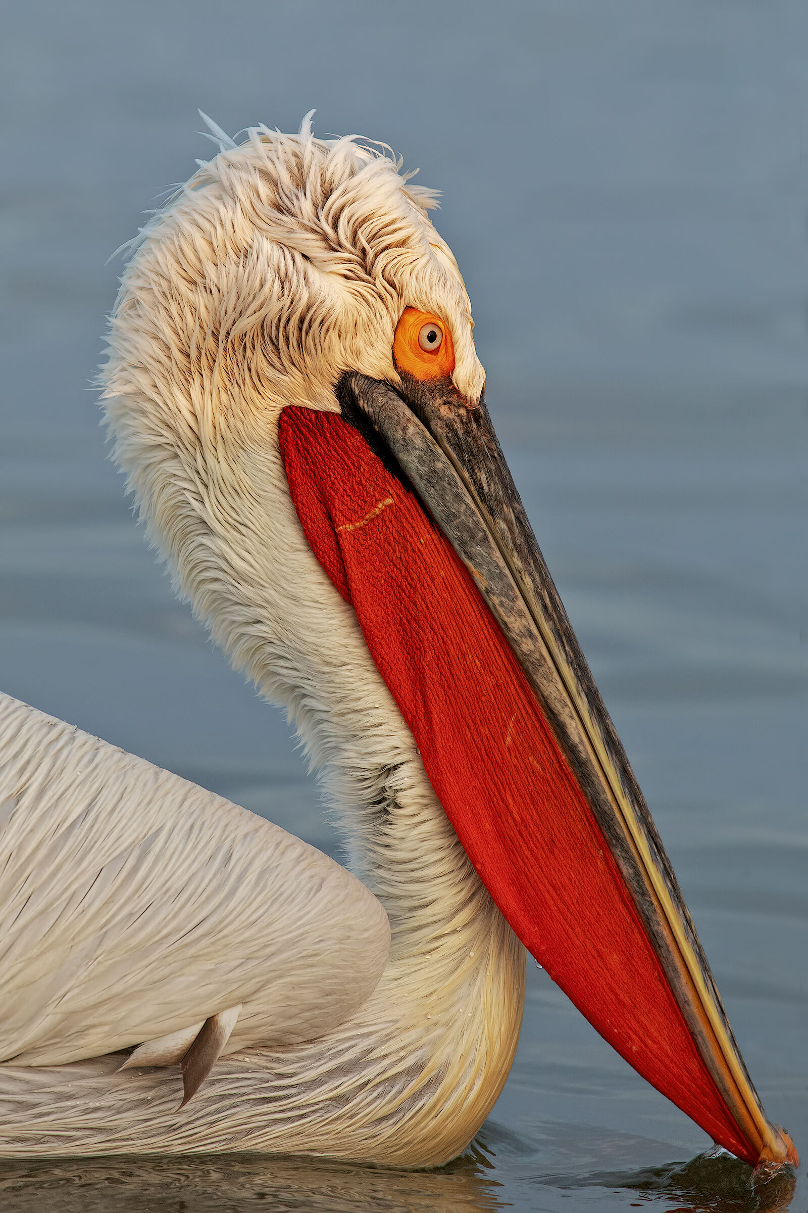 Portrait Hedgehog Pelican
