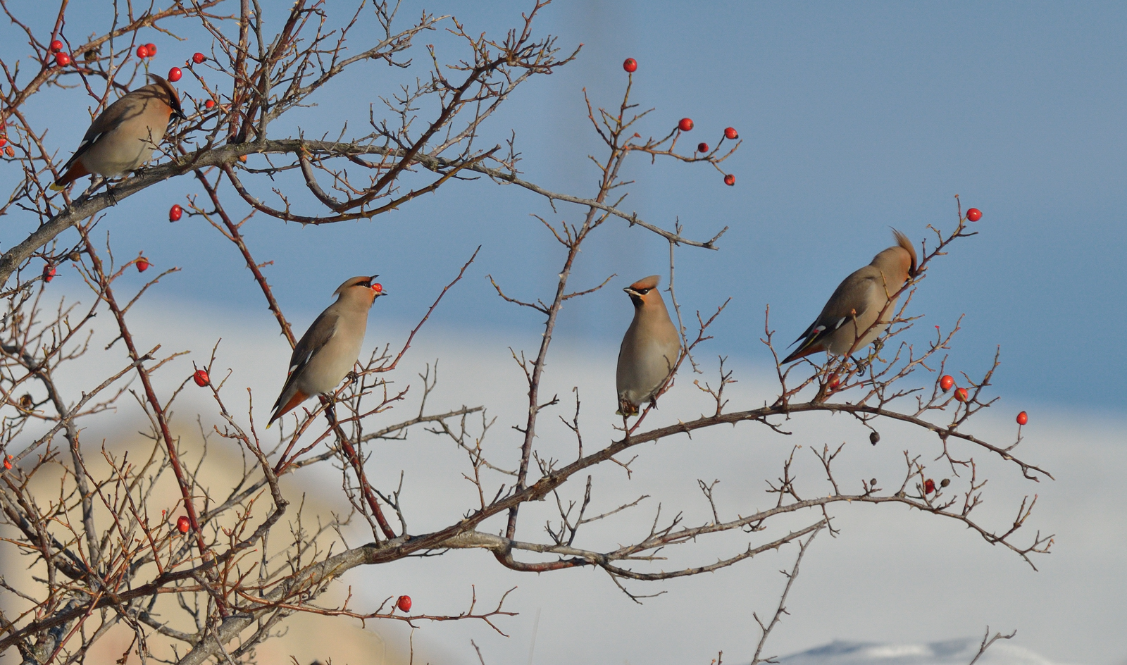 Beak and berries