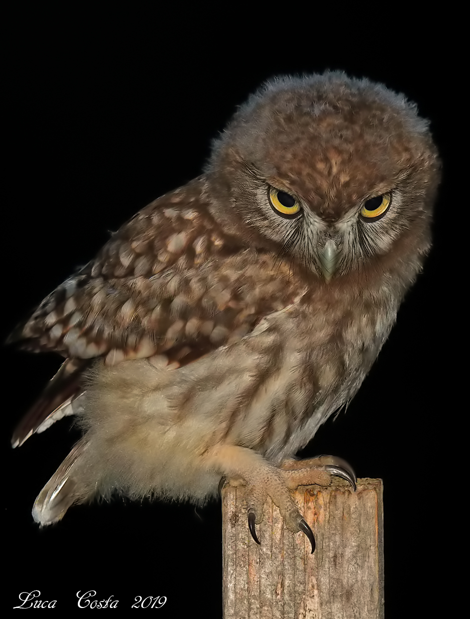 A tu x tu con la Maciotta (civetta)
