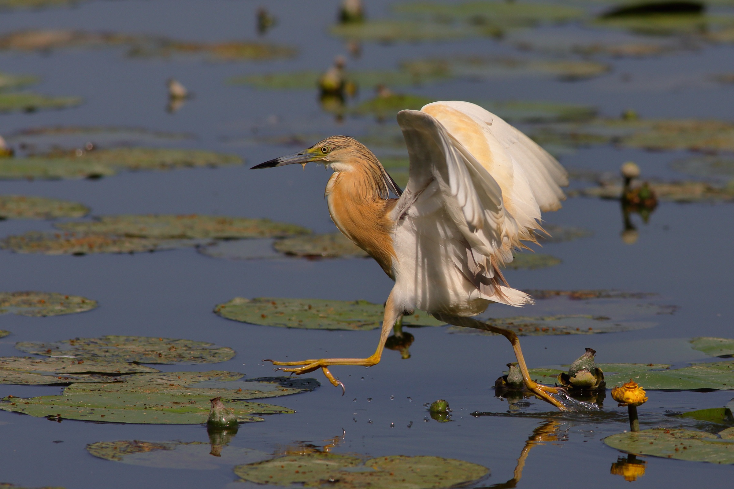 Ardeola ralloides sgarza tuft