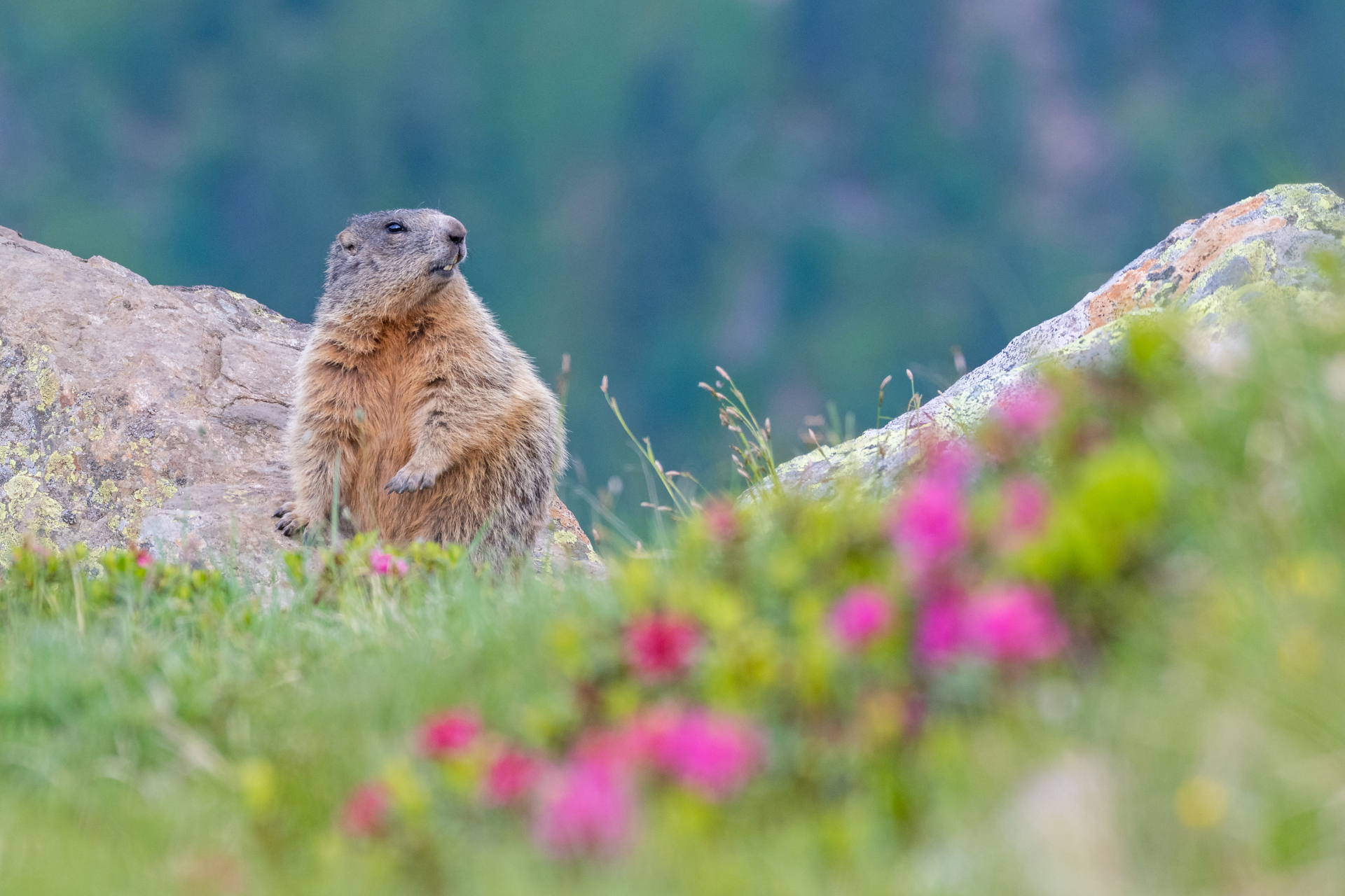 Marmotta