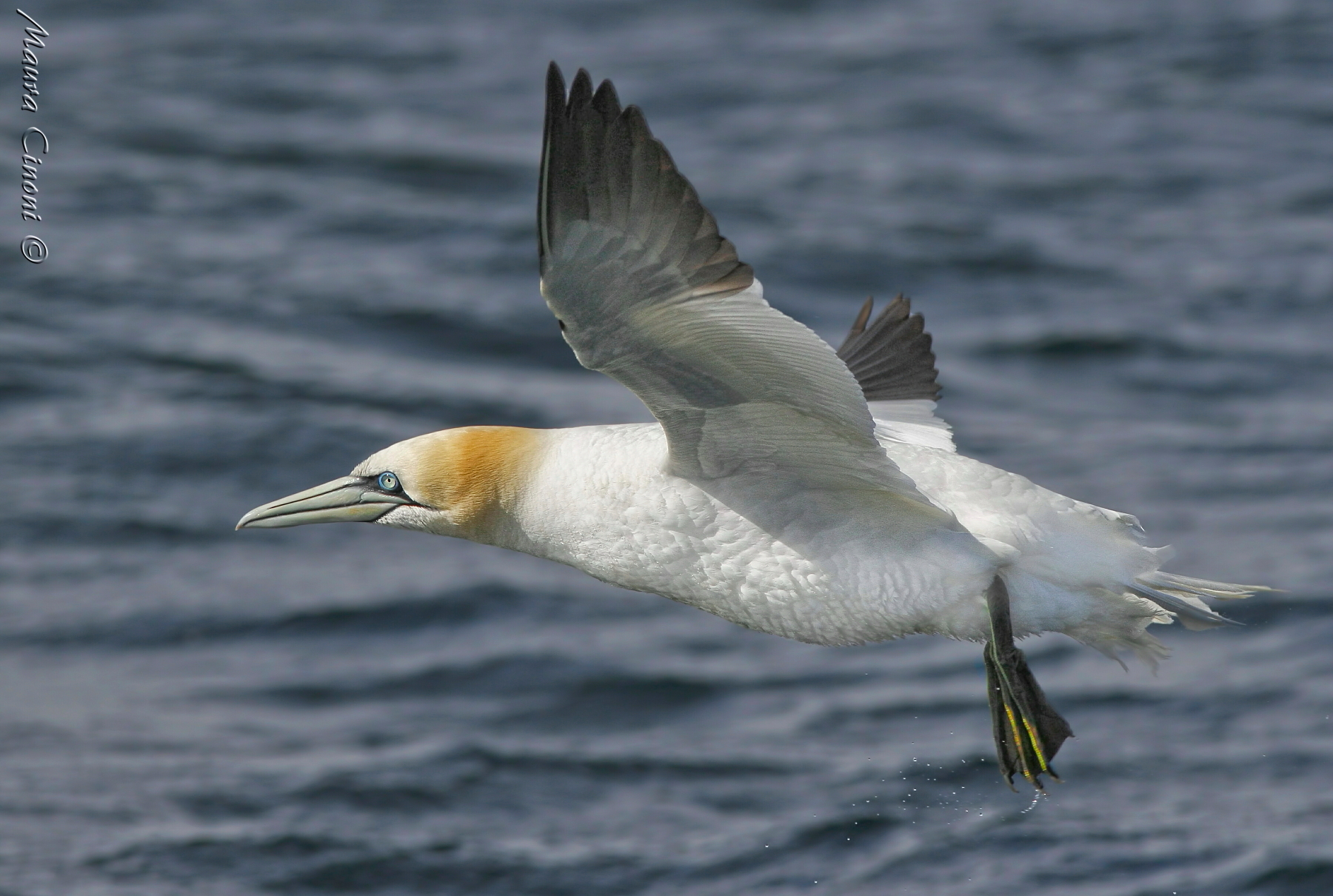 Sula Bassana in volo