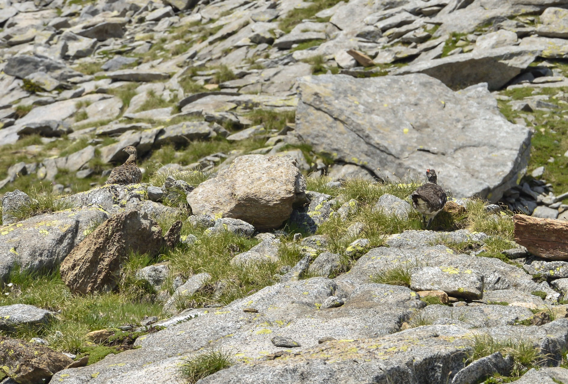 pernice bianca alpina