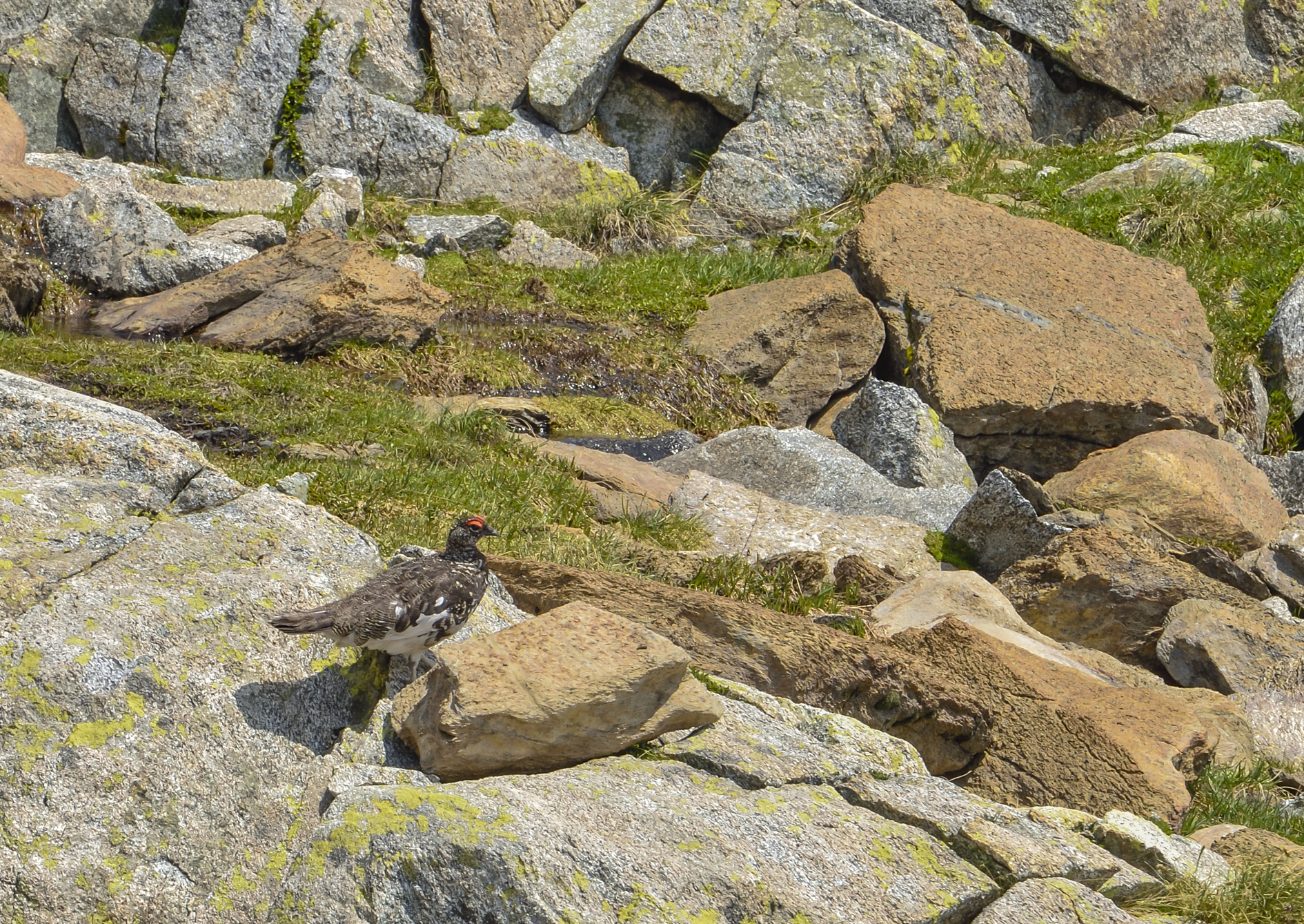 pernice bianca alpina