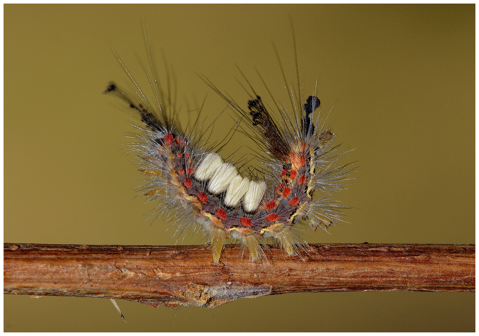 ginnasta caterpillar