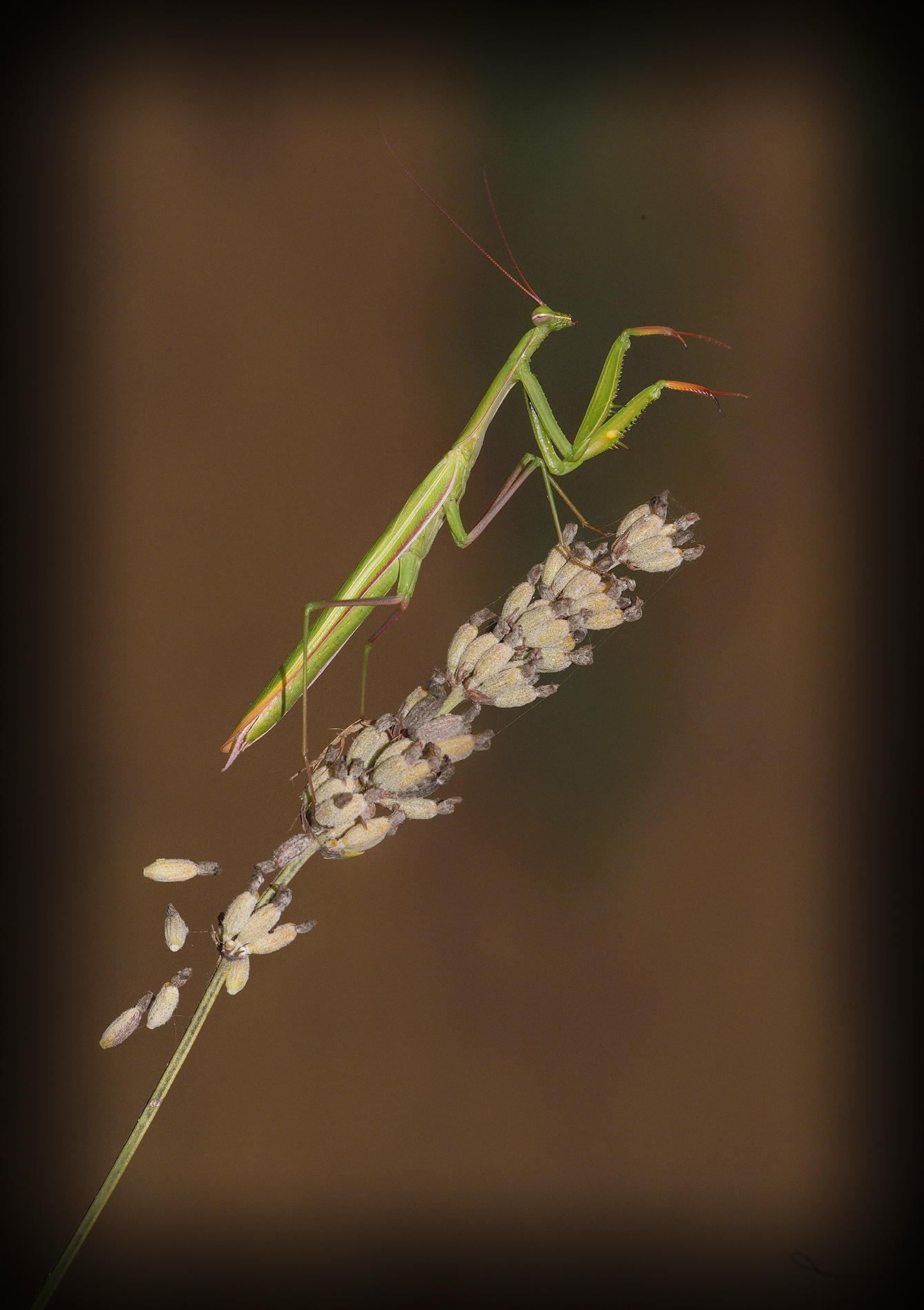 Praying mantis