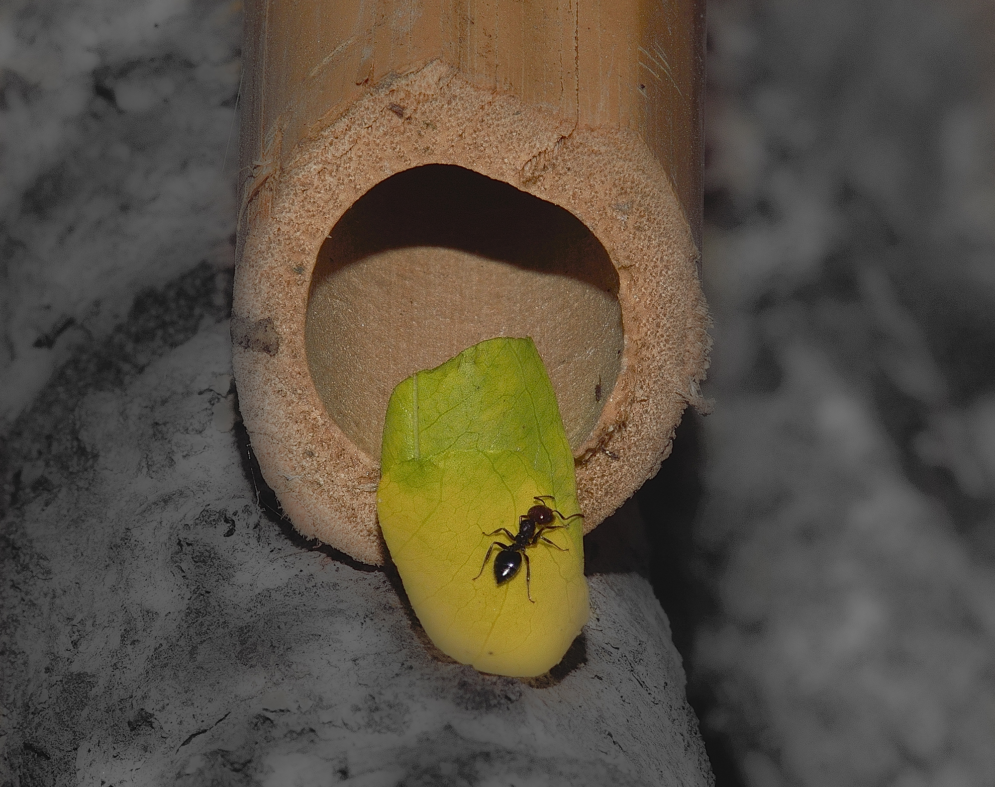 is there anyone in the house?