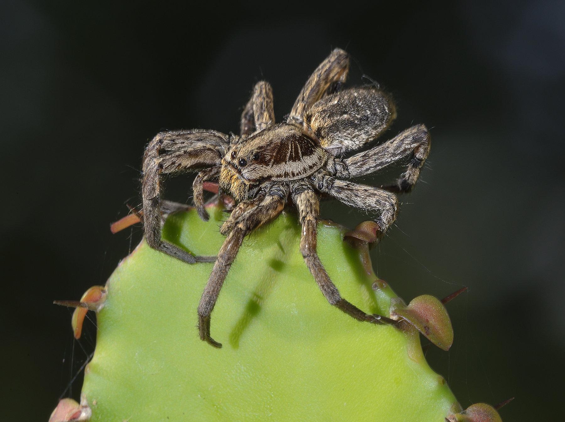 it looks big but it's small