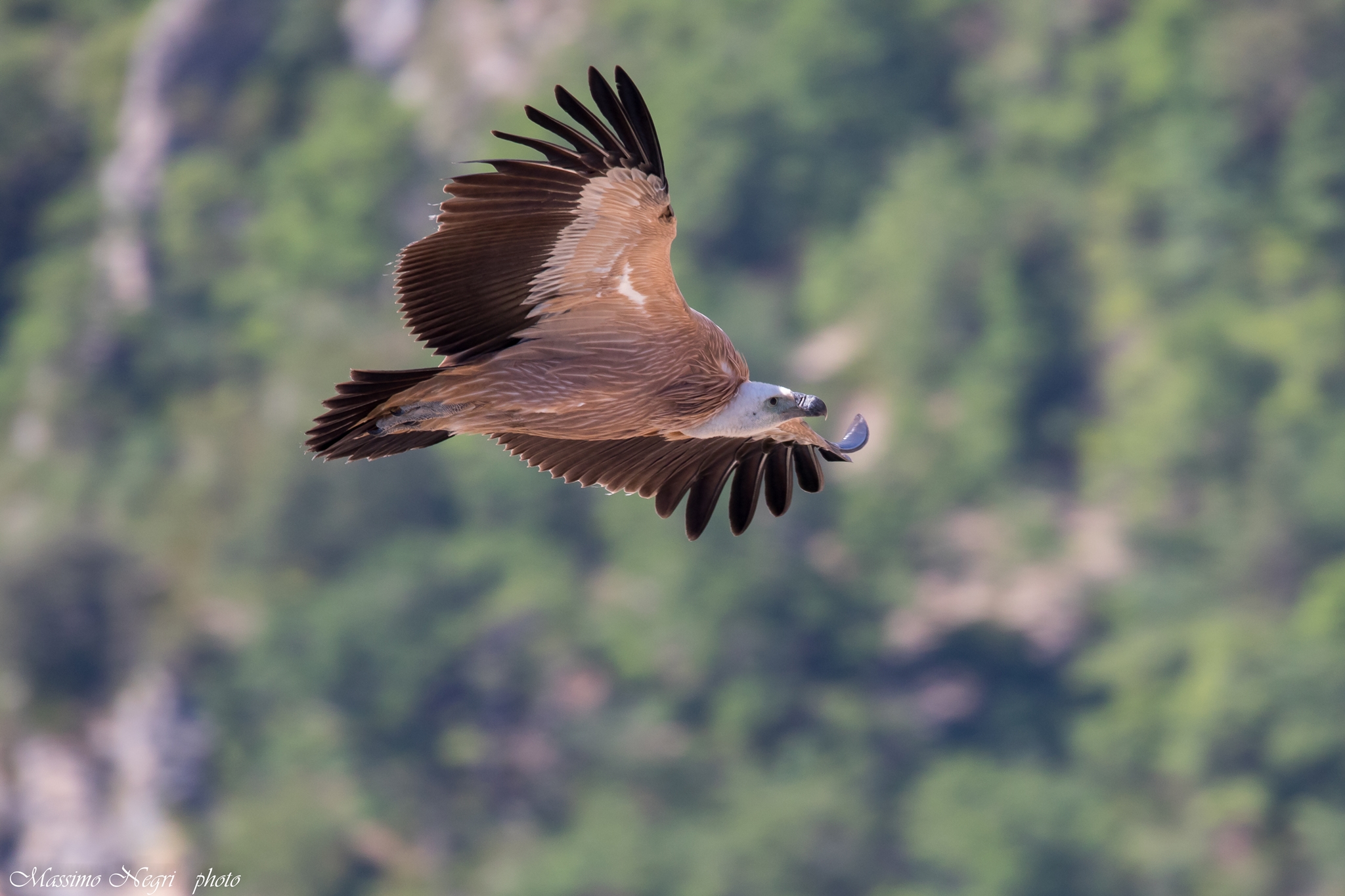 Griffin.. gorges of the verdon