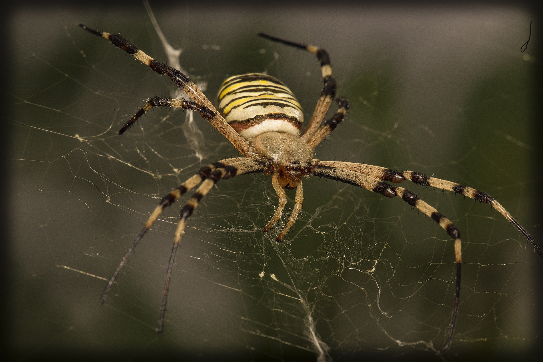 bandaged argiope