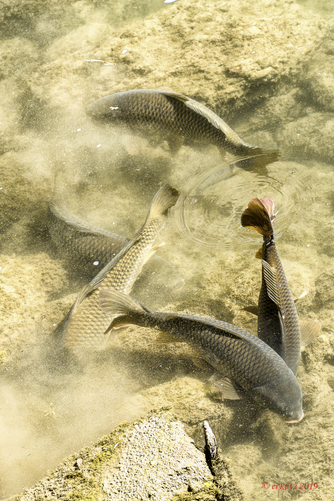 Fish watching (Air Tail, Carp)