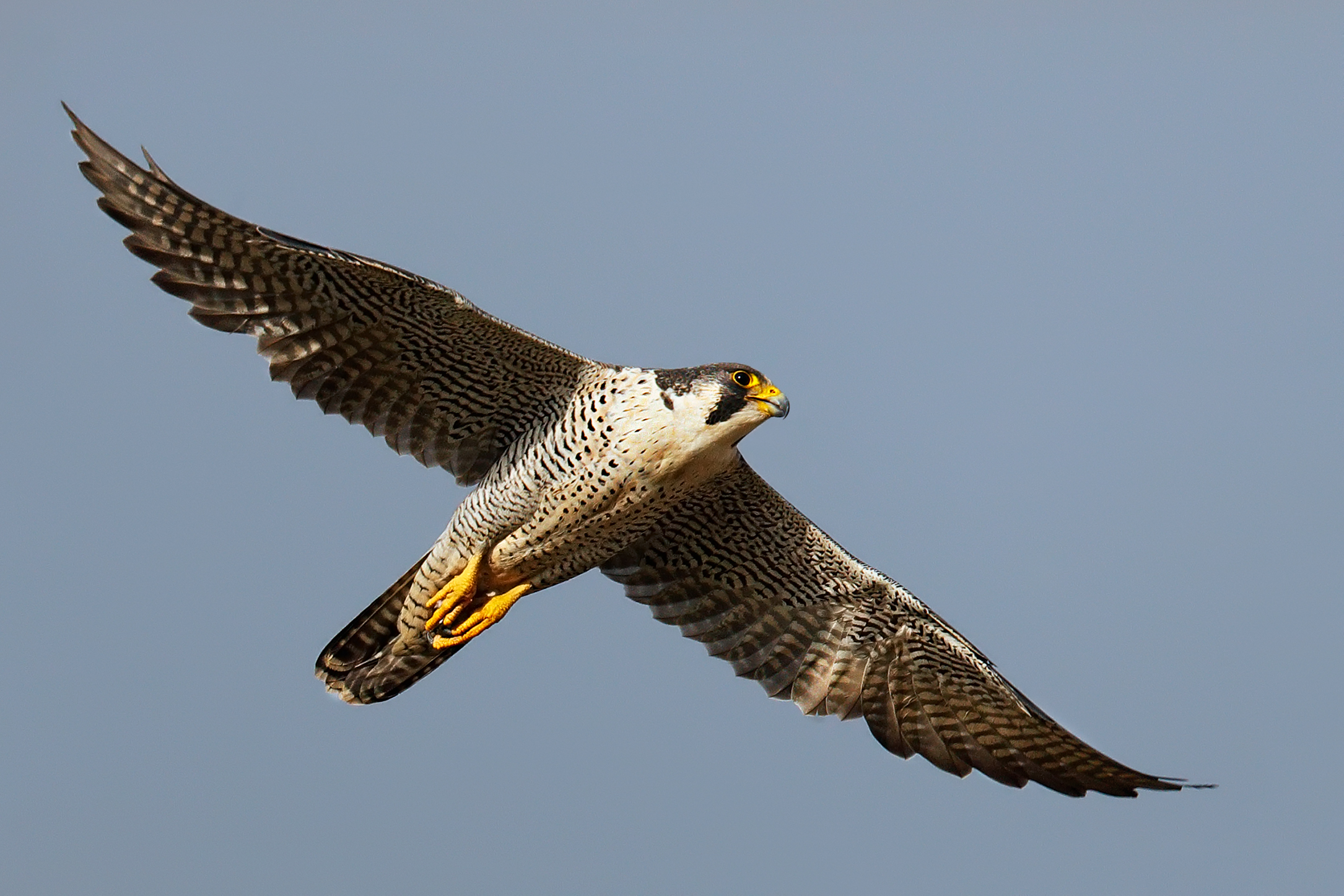 Peregrine Falcon