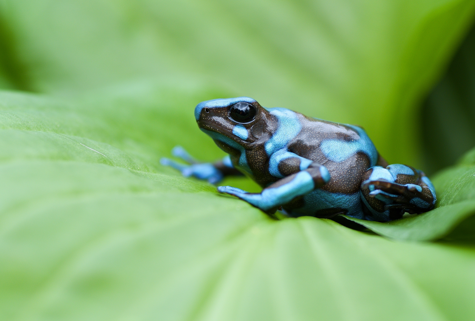 Dendrobates auratus