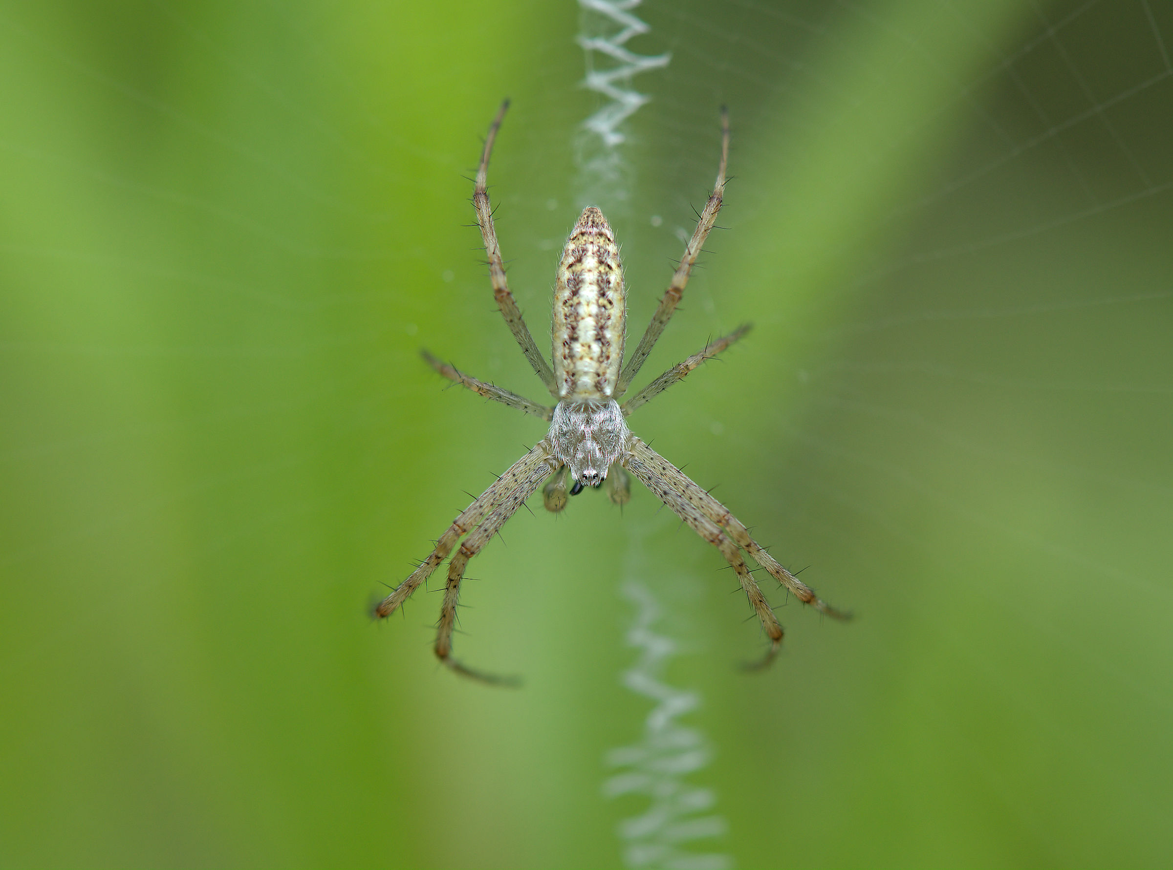Male bruennichi argiope