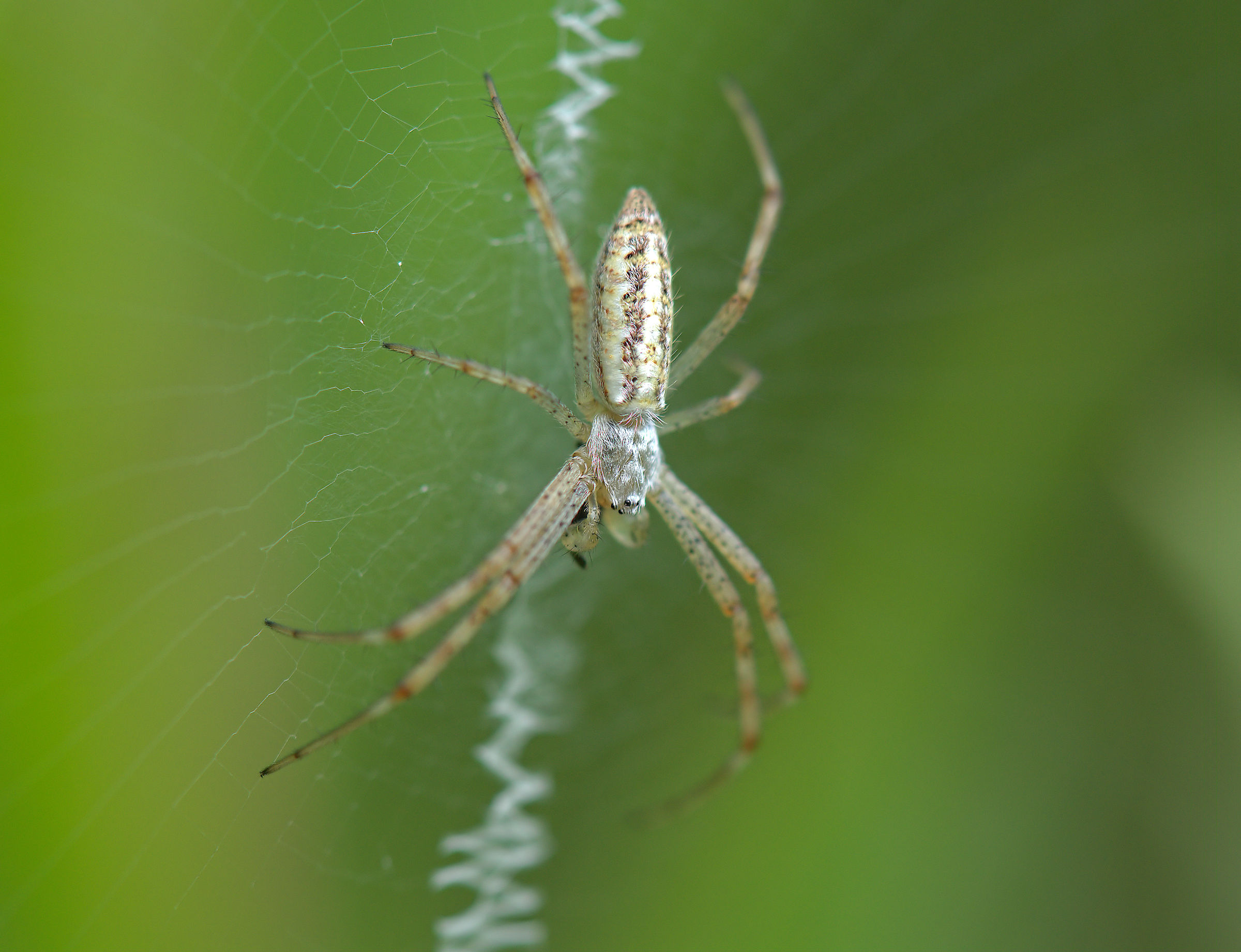 Male bruennichi argiope
