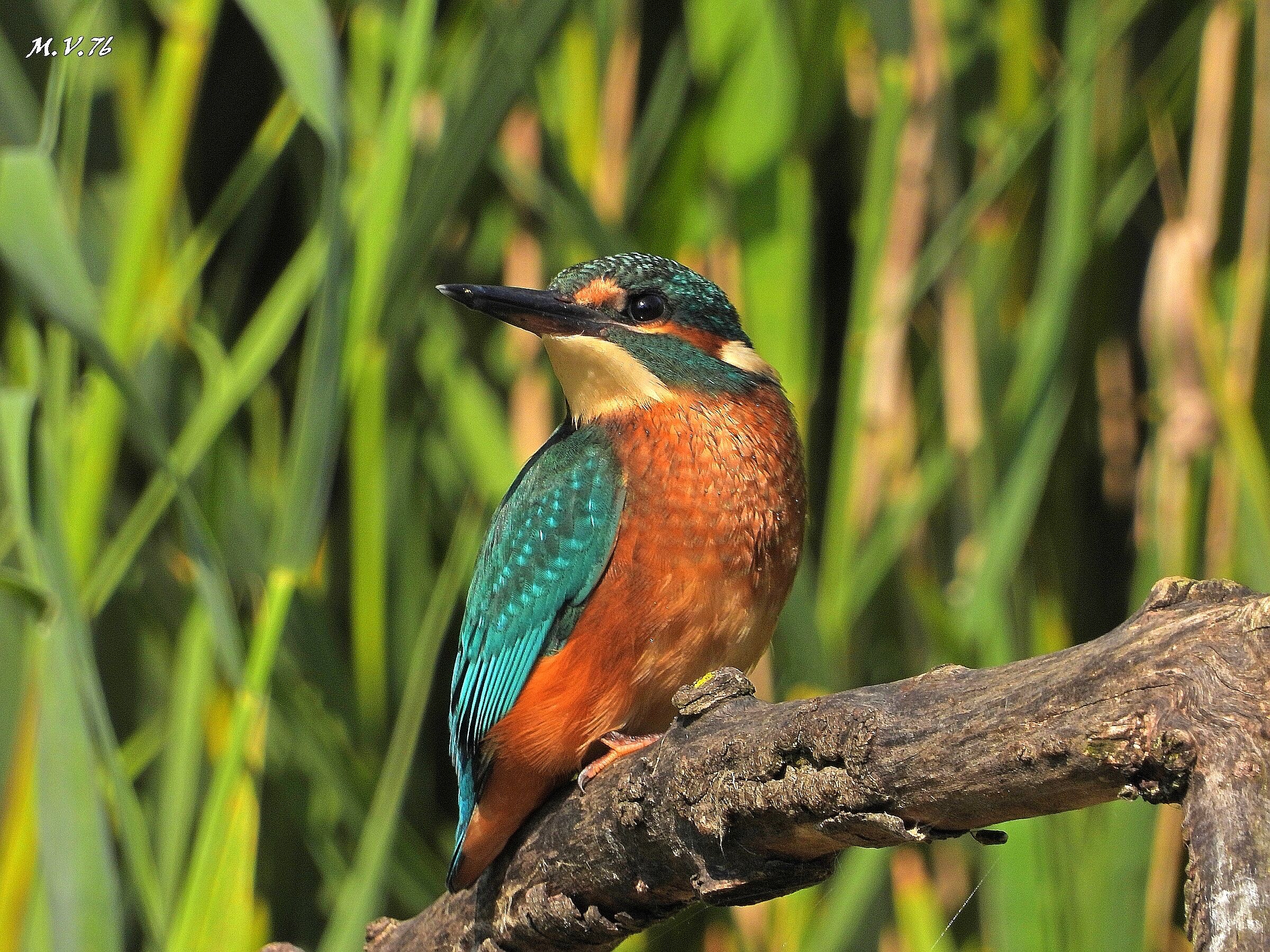 Martin Fisherman - Alcedo atthis