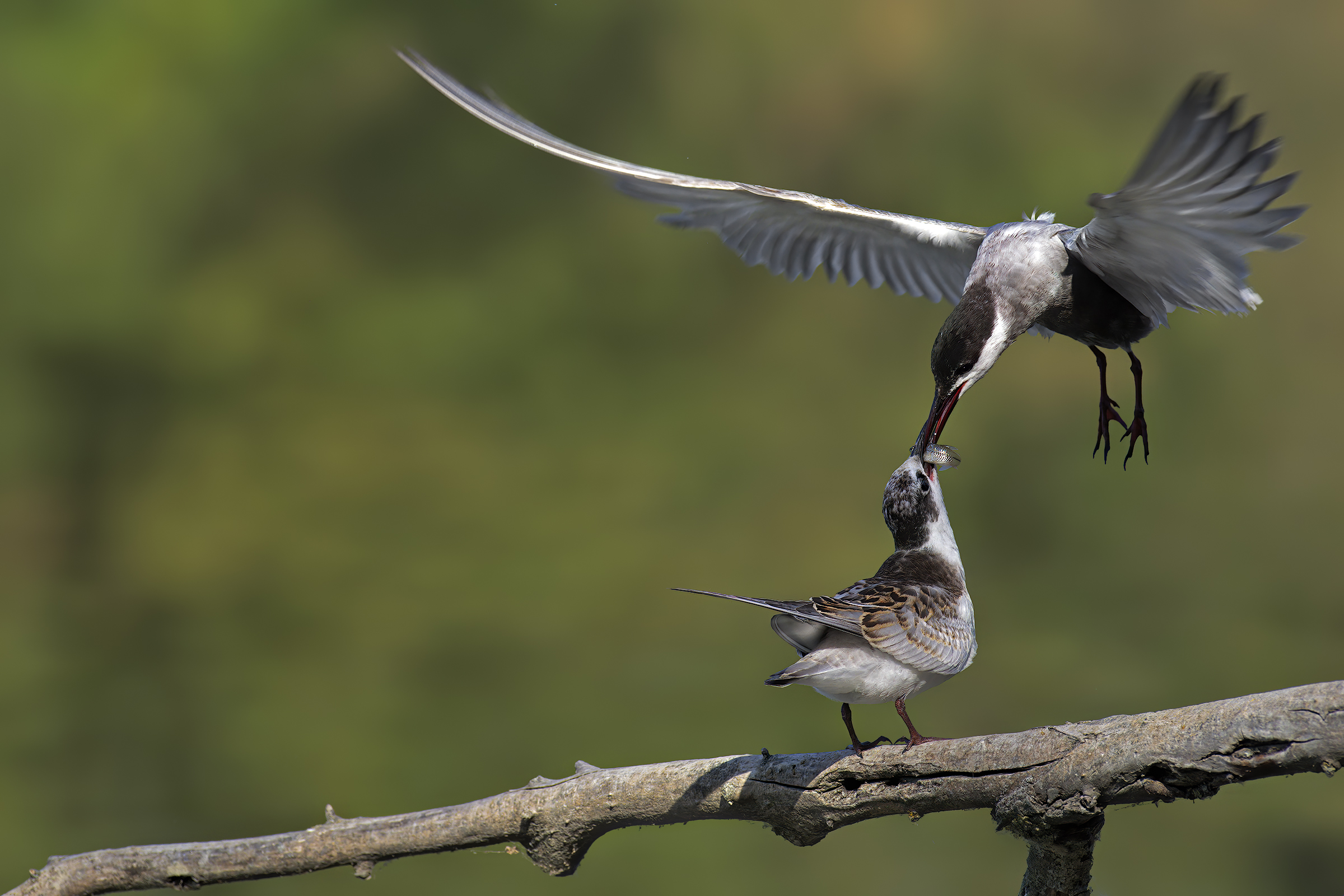 Un pesciolino per pranzo
