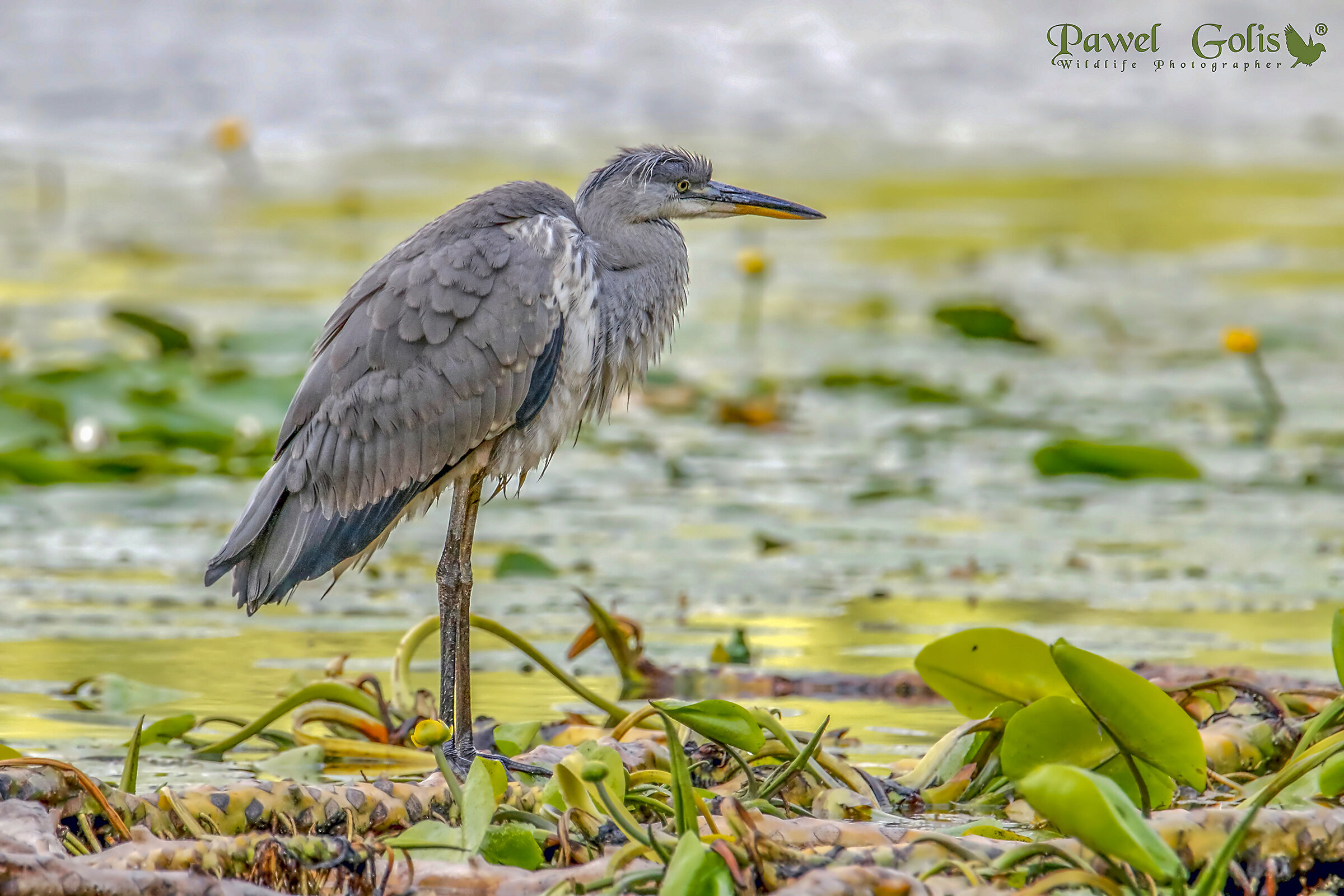 Aironi grigi (Ardea cinerea)