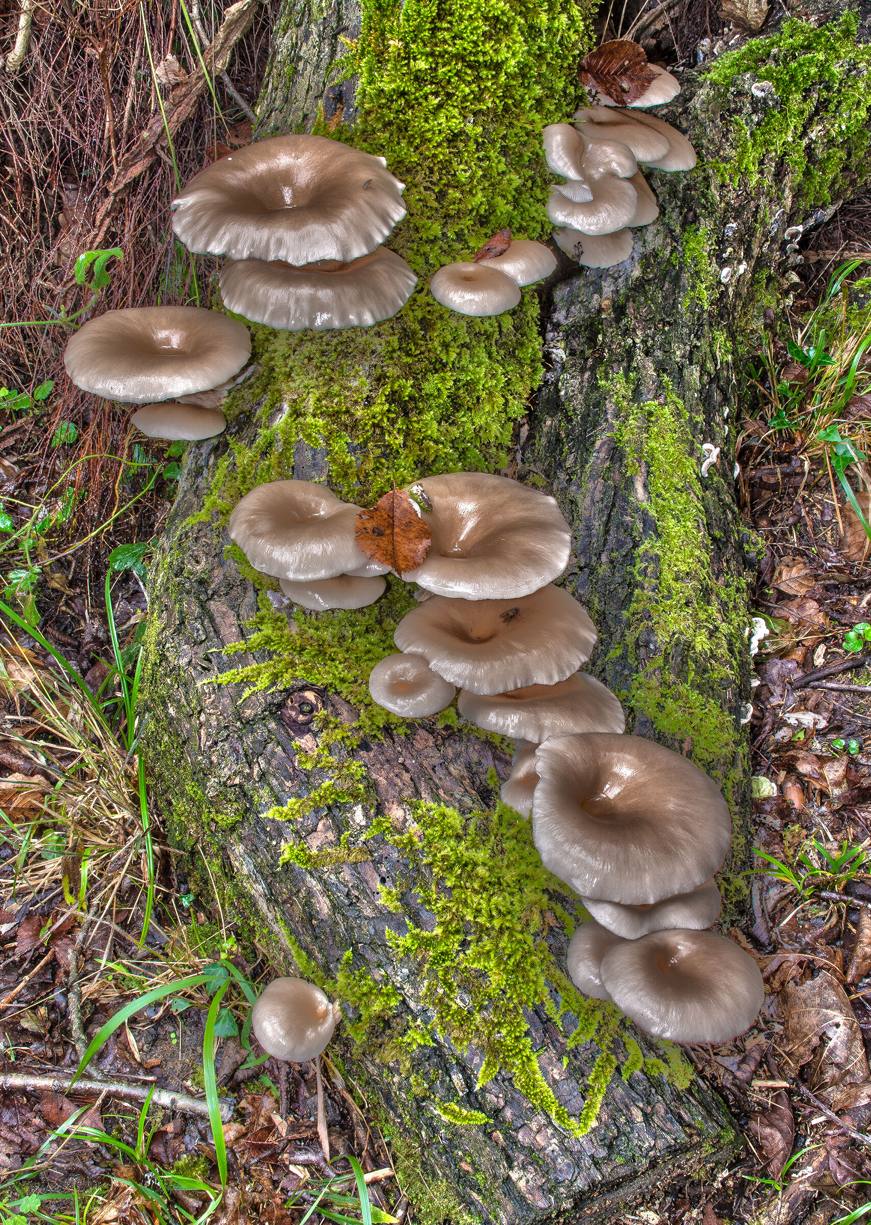 Pleurotus